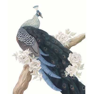 Tale of the Peacock II