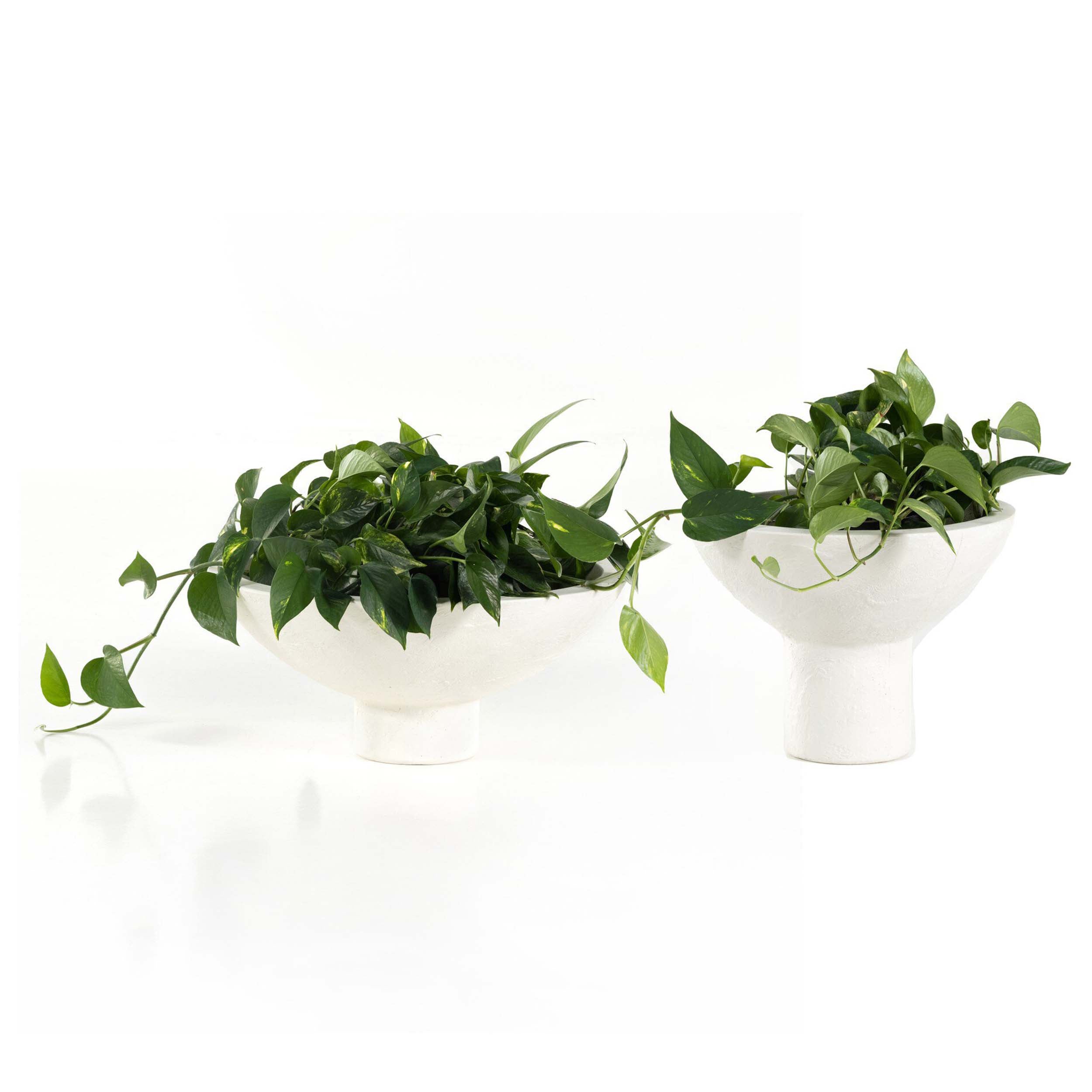Pressler Outdoor Planter, Plaster Molded Concrete, Set of 2 with green plants in modern design.