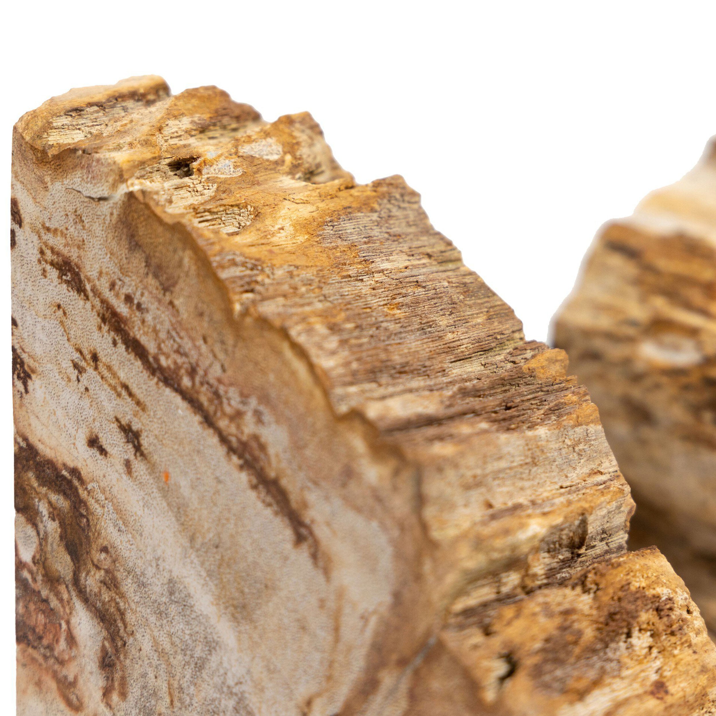 Petrified Wood Book Ends, Light Petrified Wood