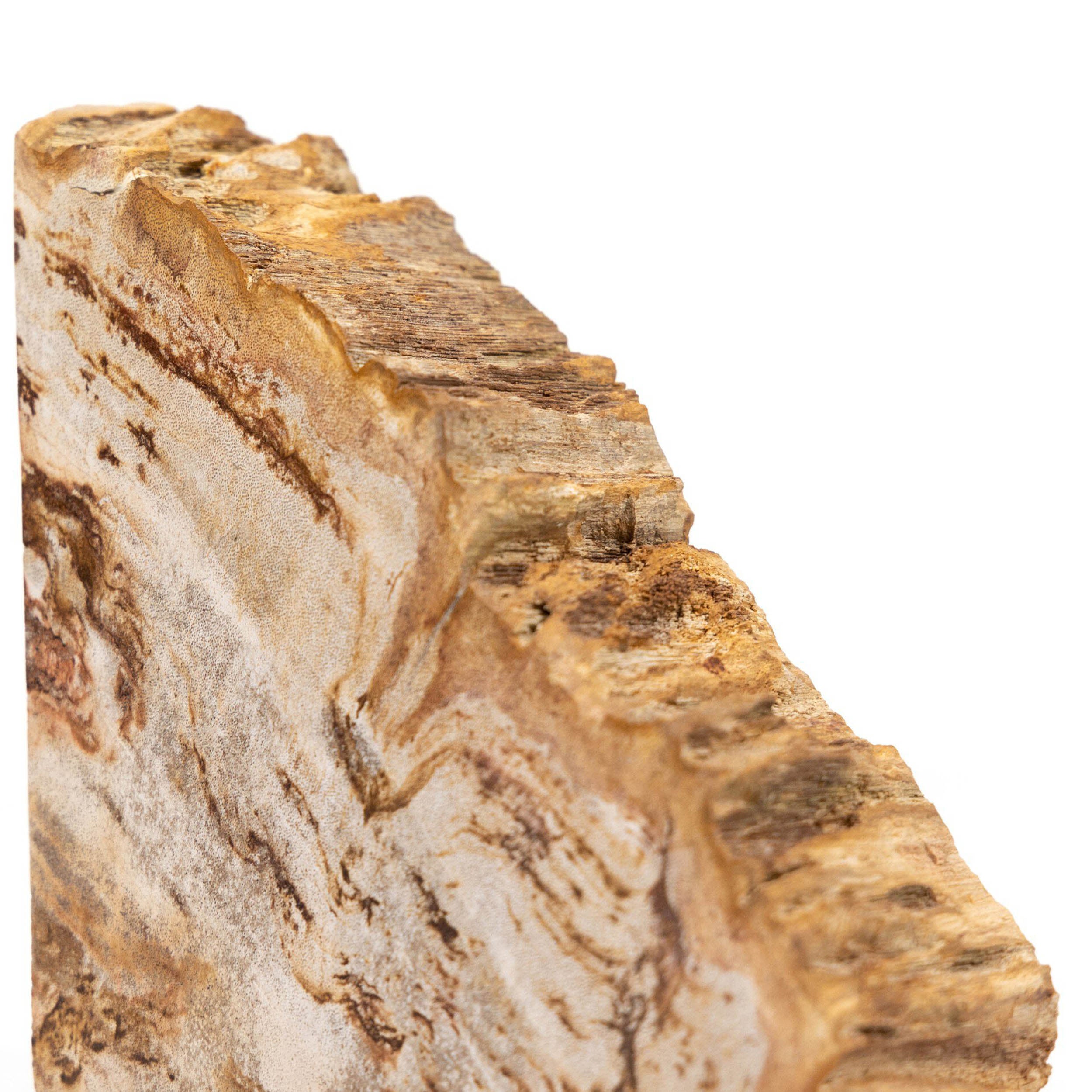 Petrified Wood Book Ends, Light Petrified Wood
