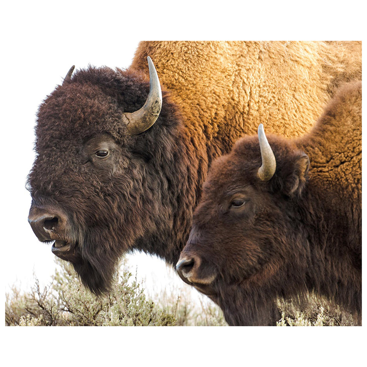 The Bison Pair