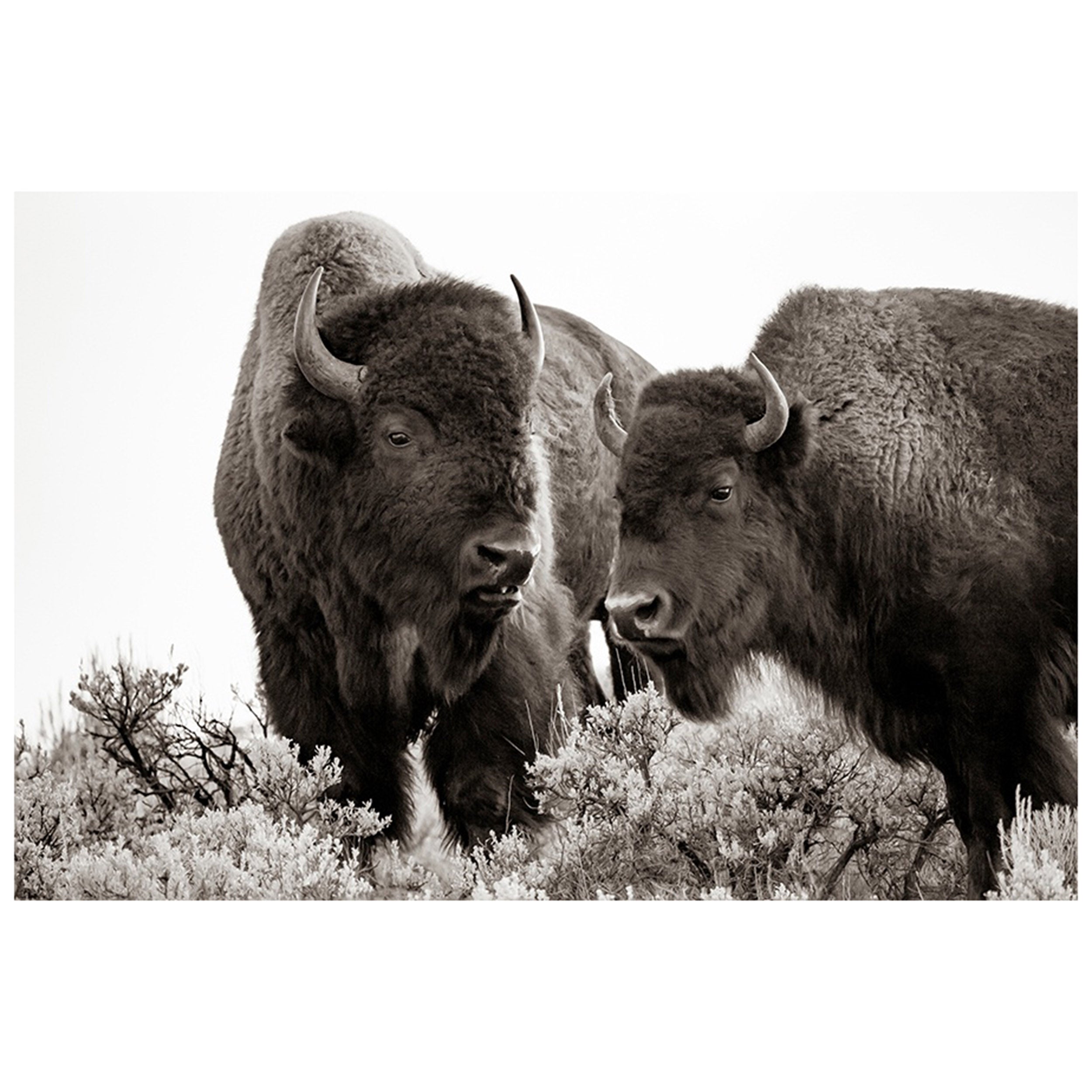 Bison Paired