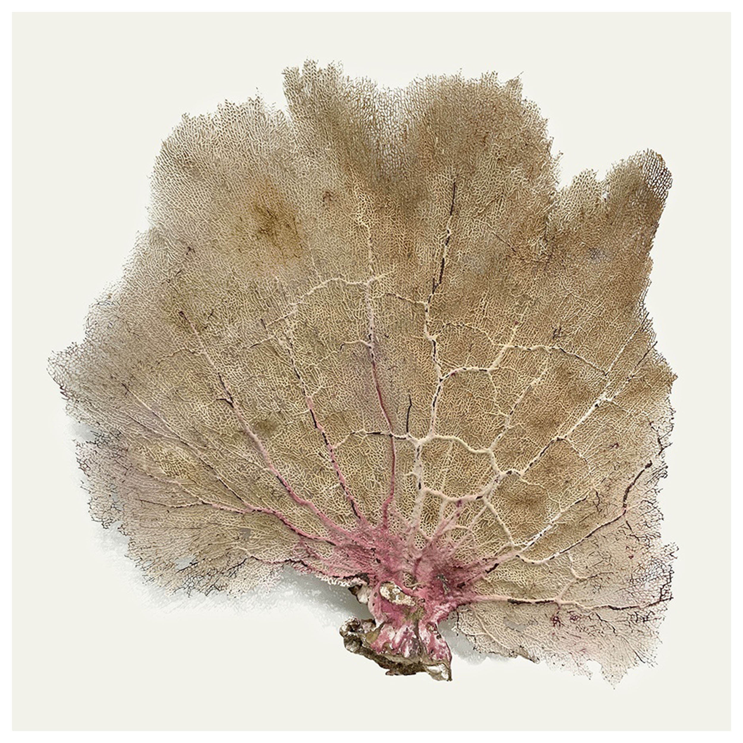 Pink Infusion I