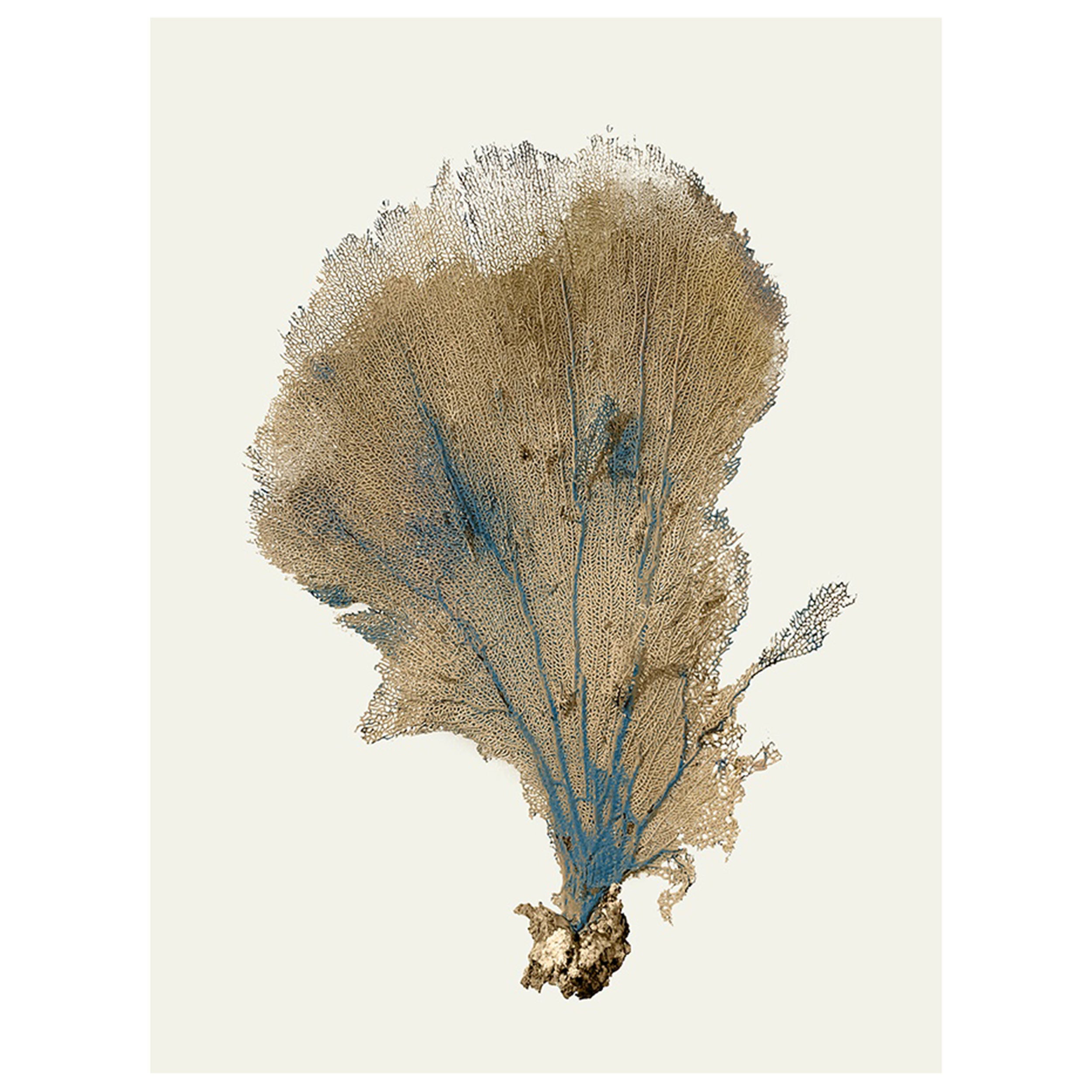 Blue Infusion V