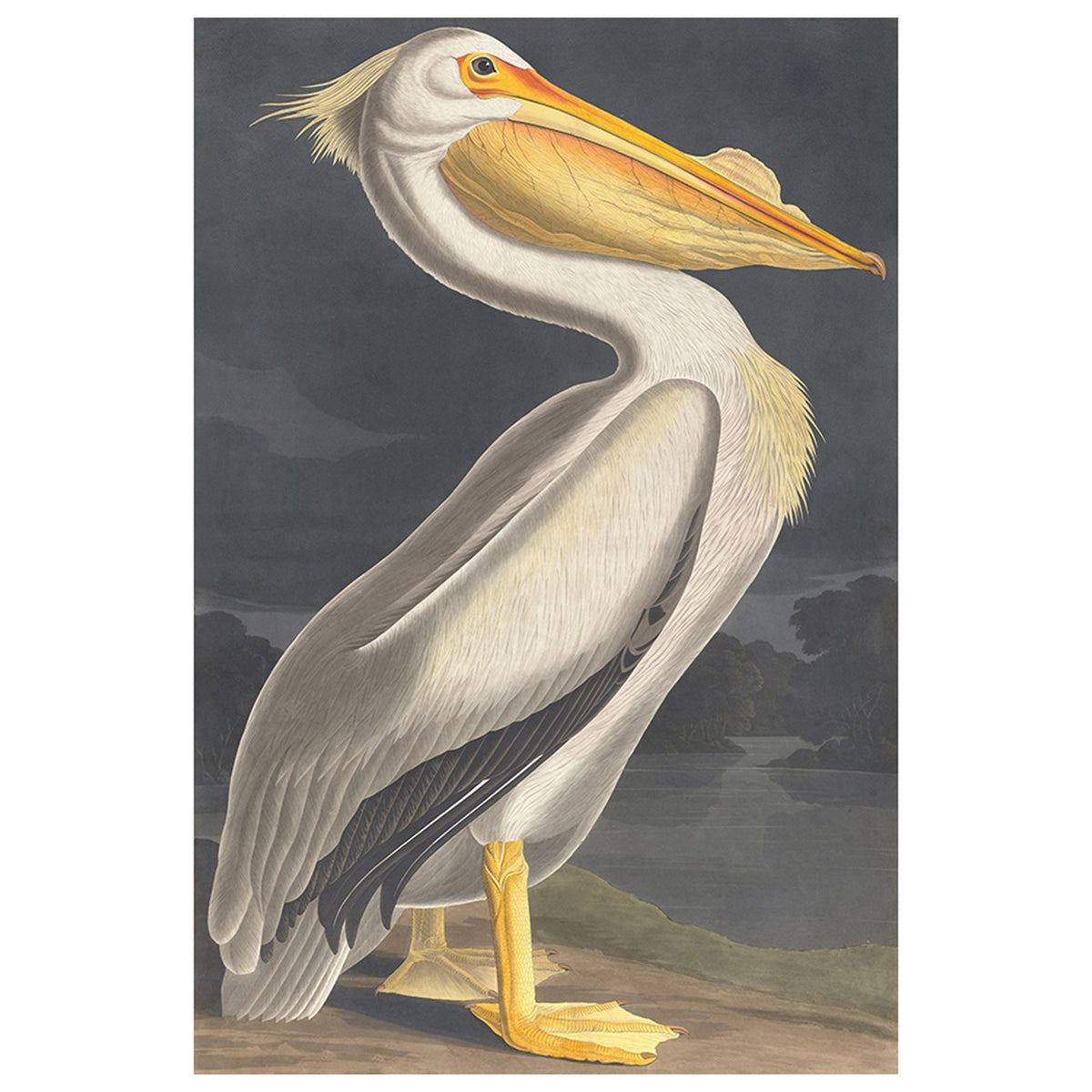 American White Pelican III
