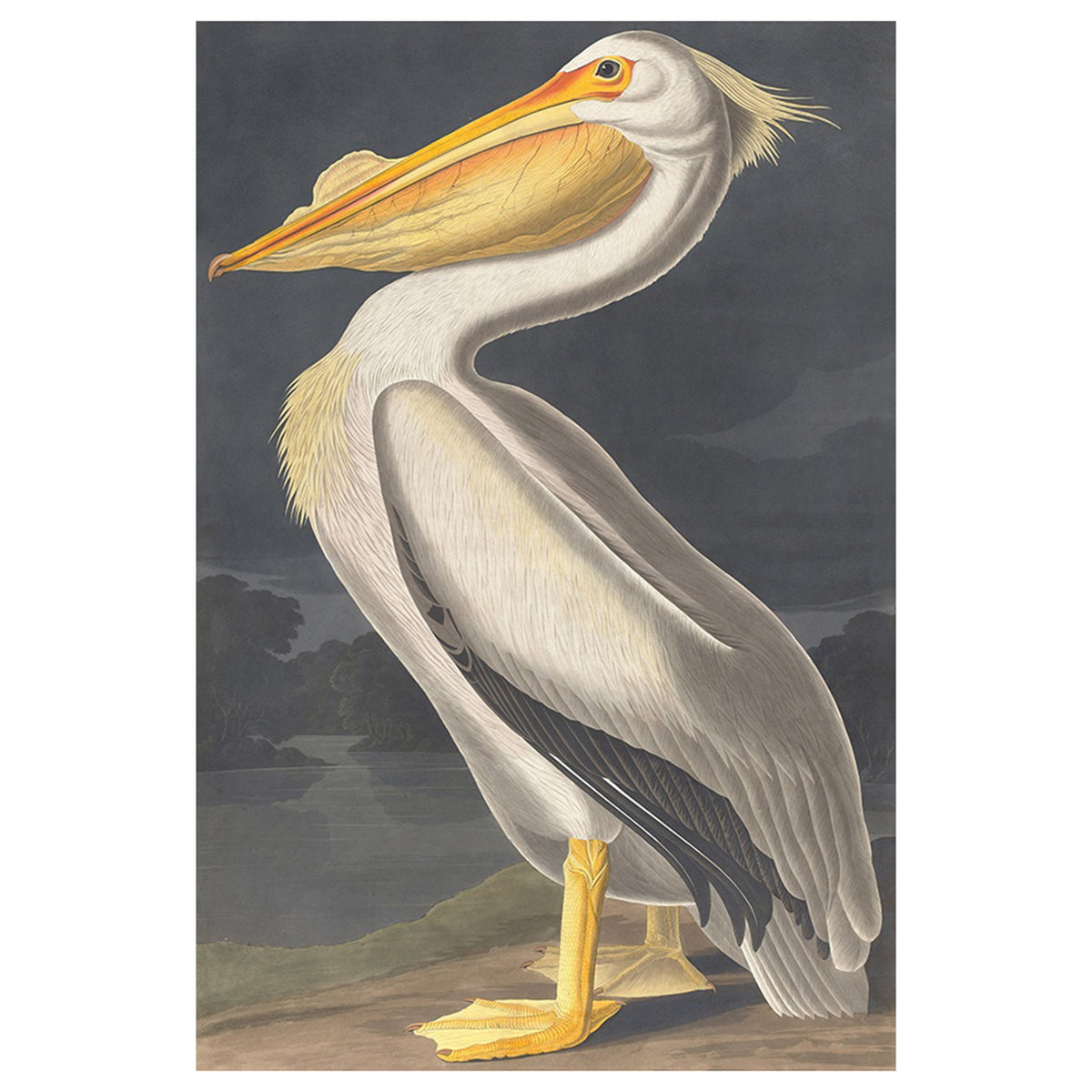 American White Pelican IV