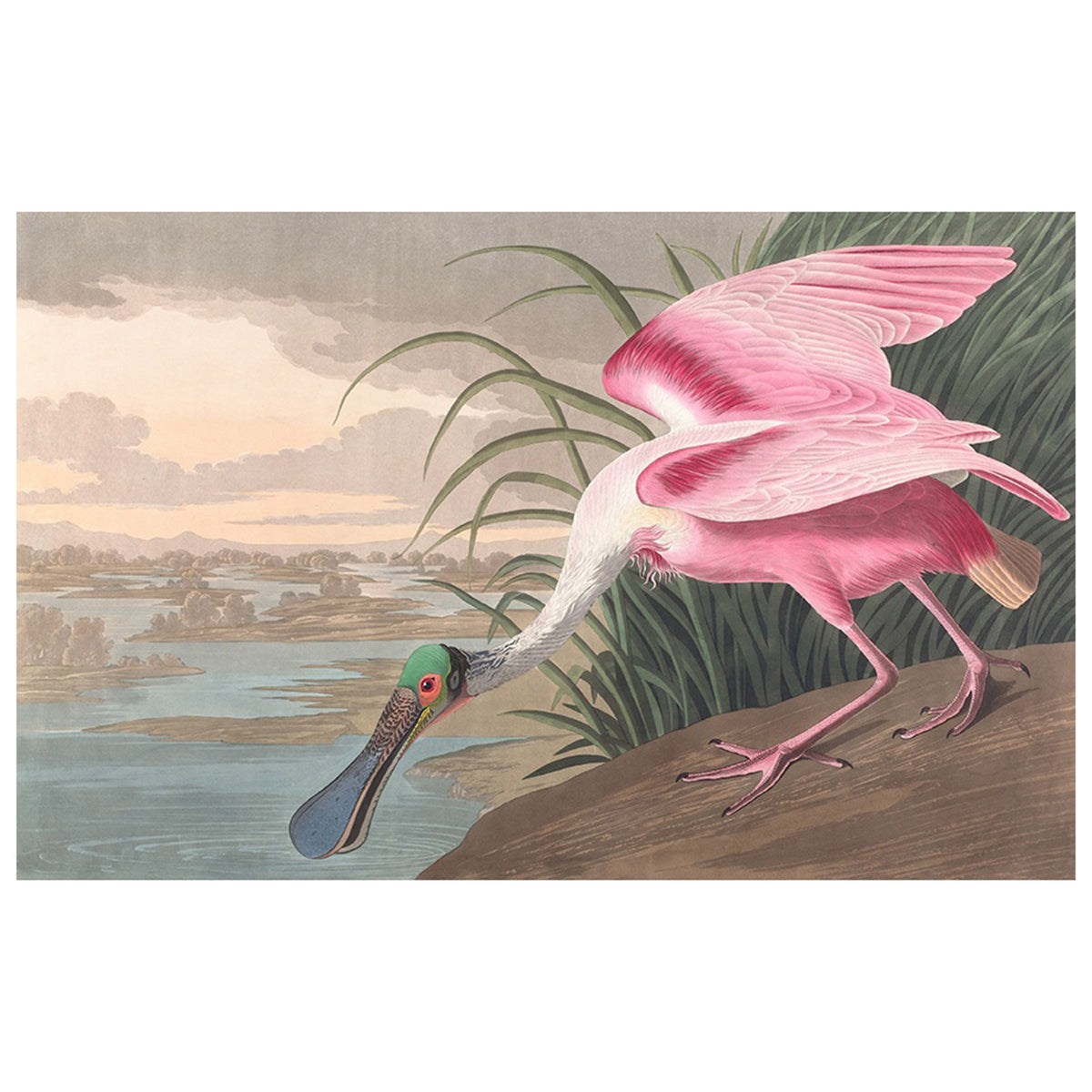 Roseate Spoonbill