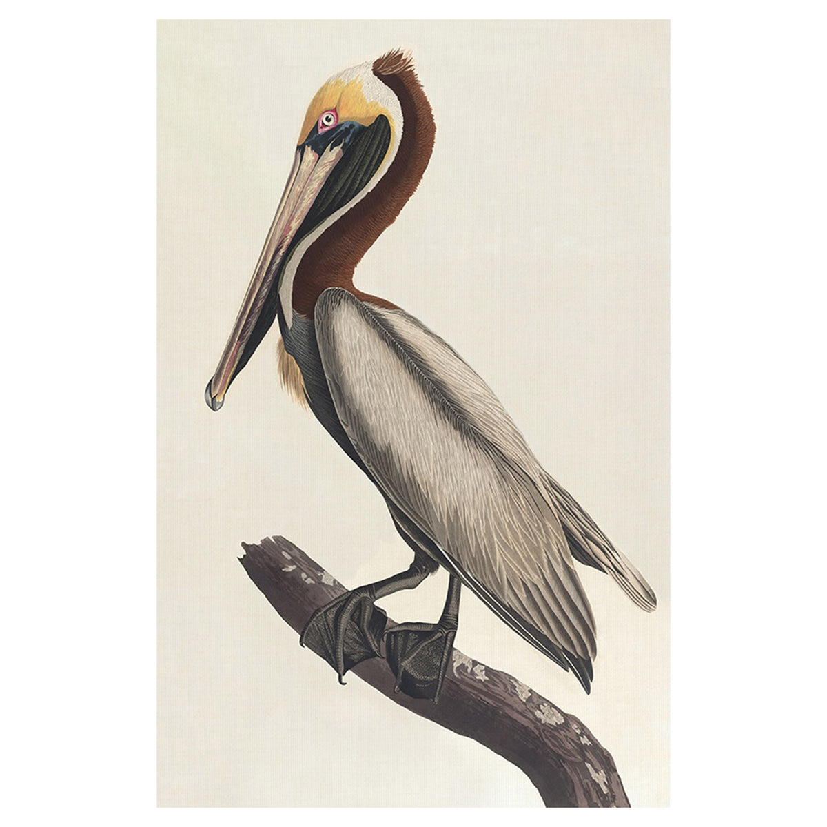 Brown Pelican III