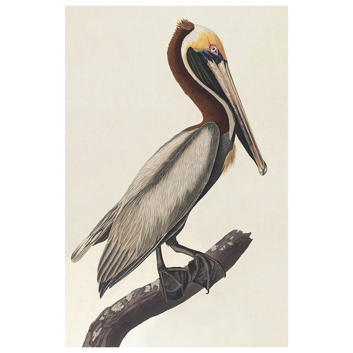 Brown Pelican IV