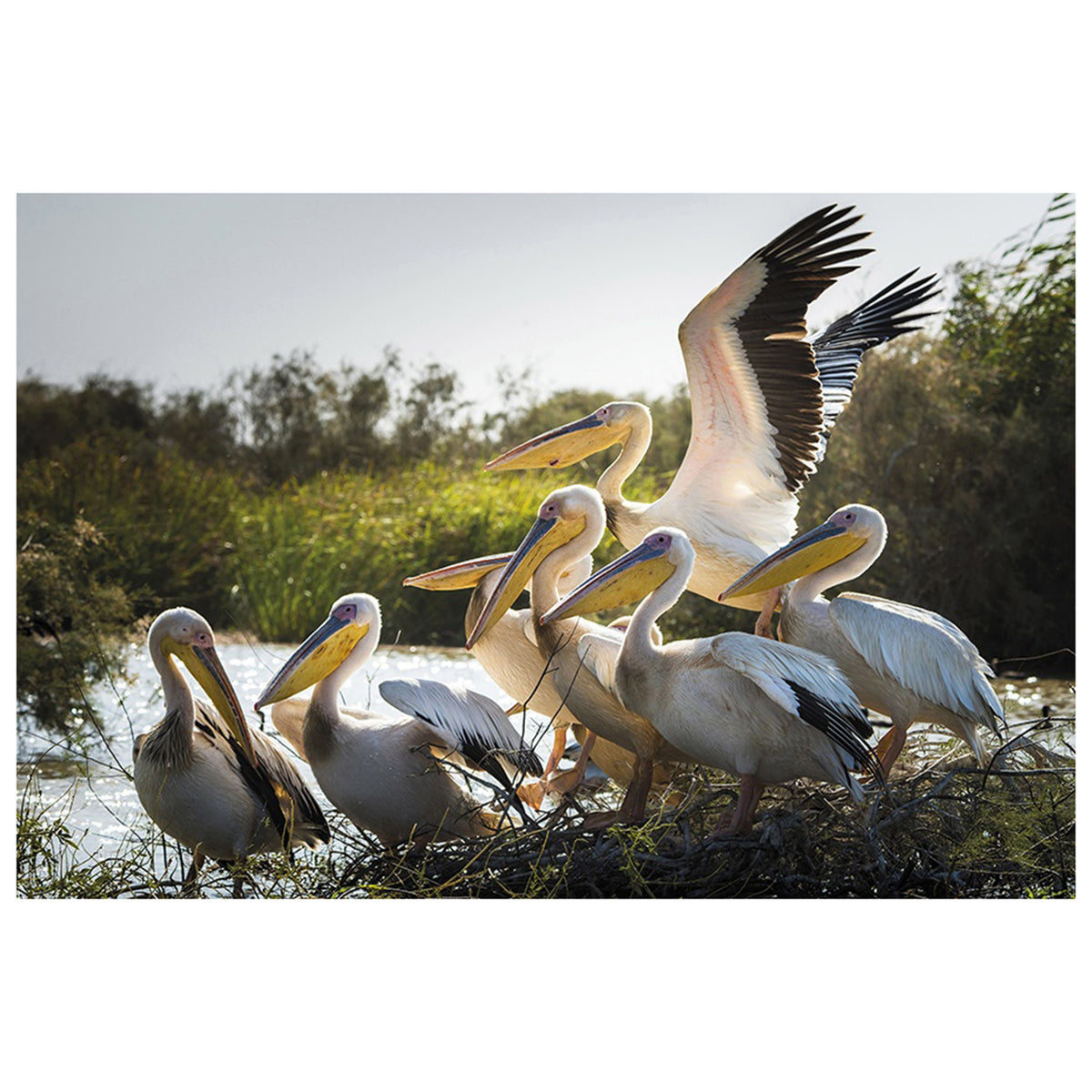 Flock to the River