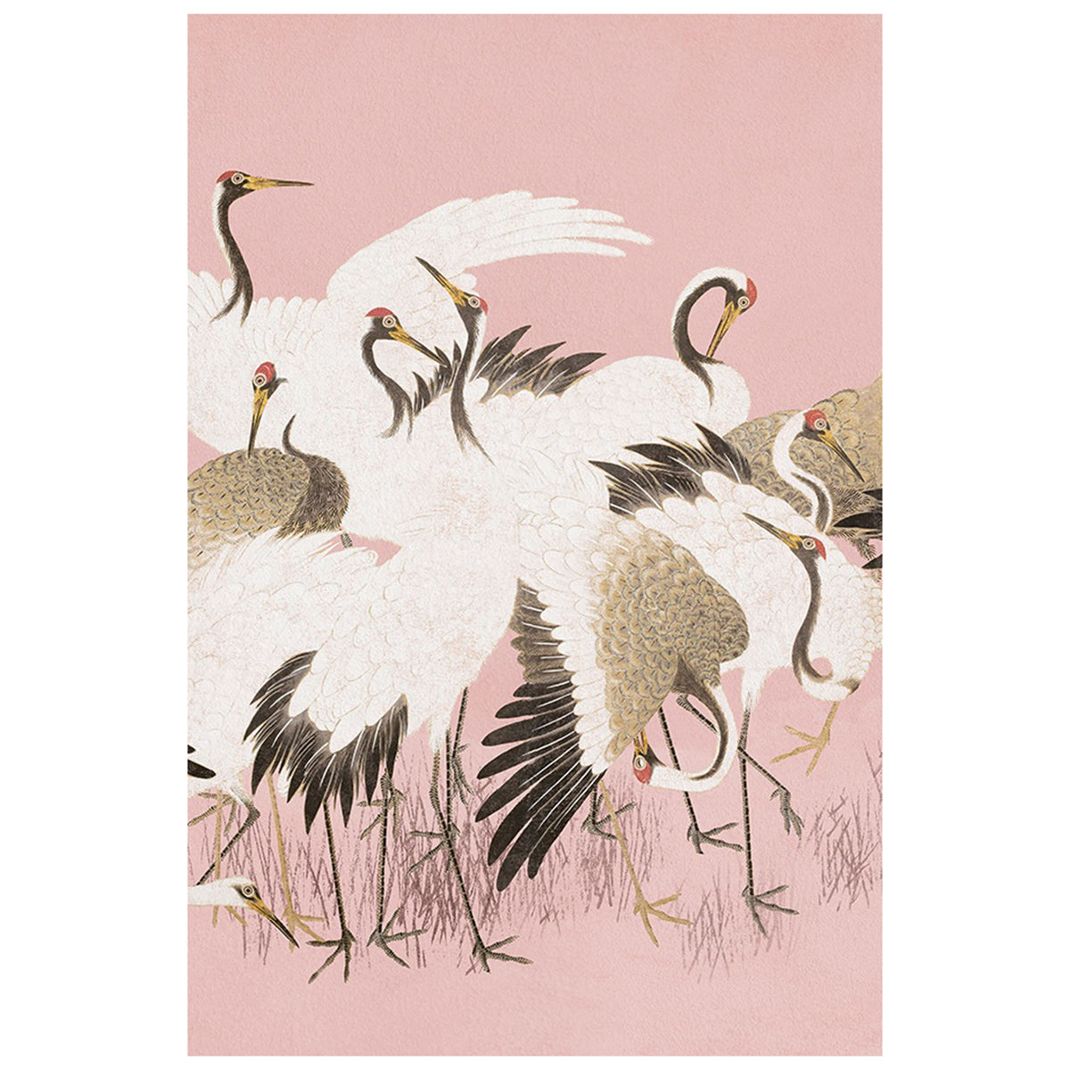 Curious Cranes Pinna