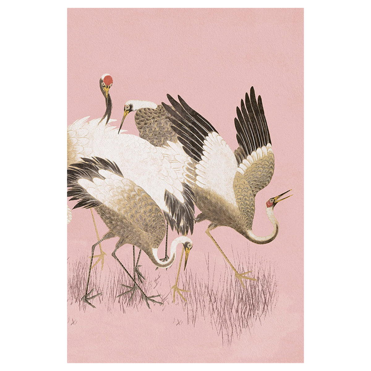 Curious Cranes Preen