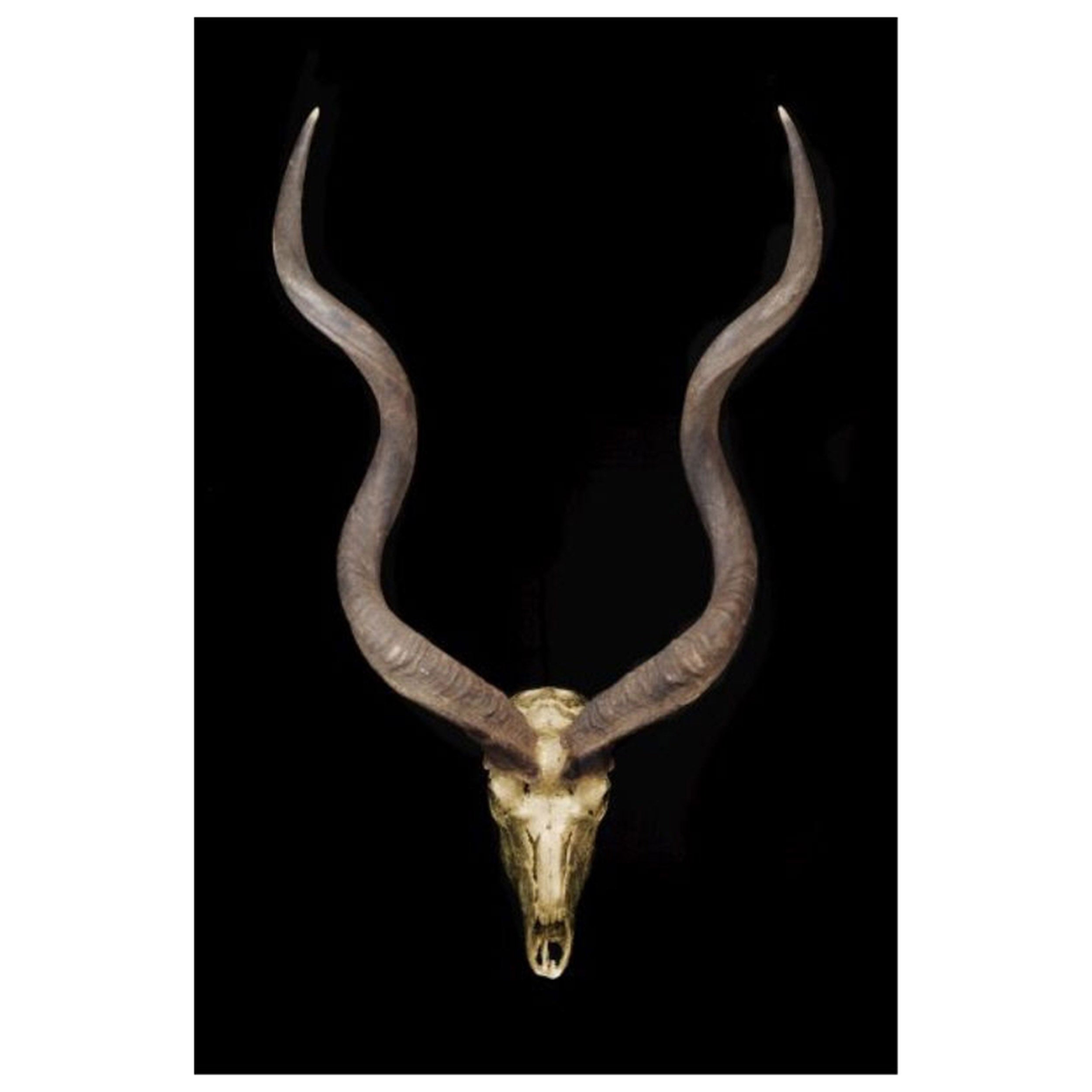 Skull and Bones II