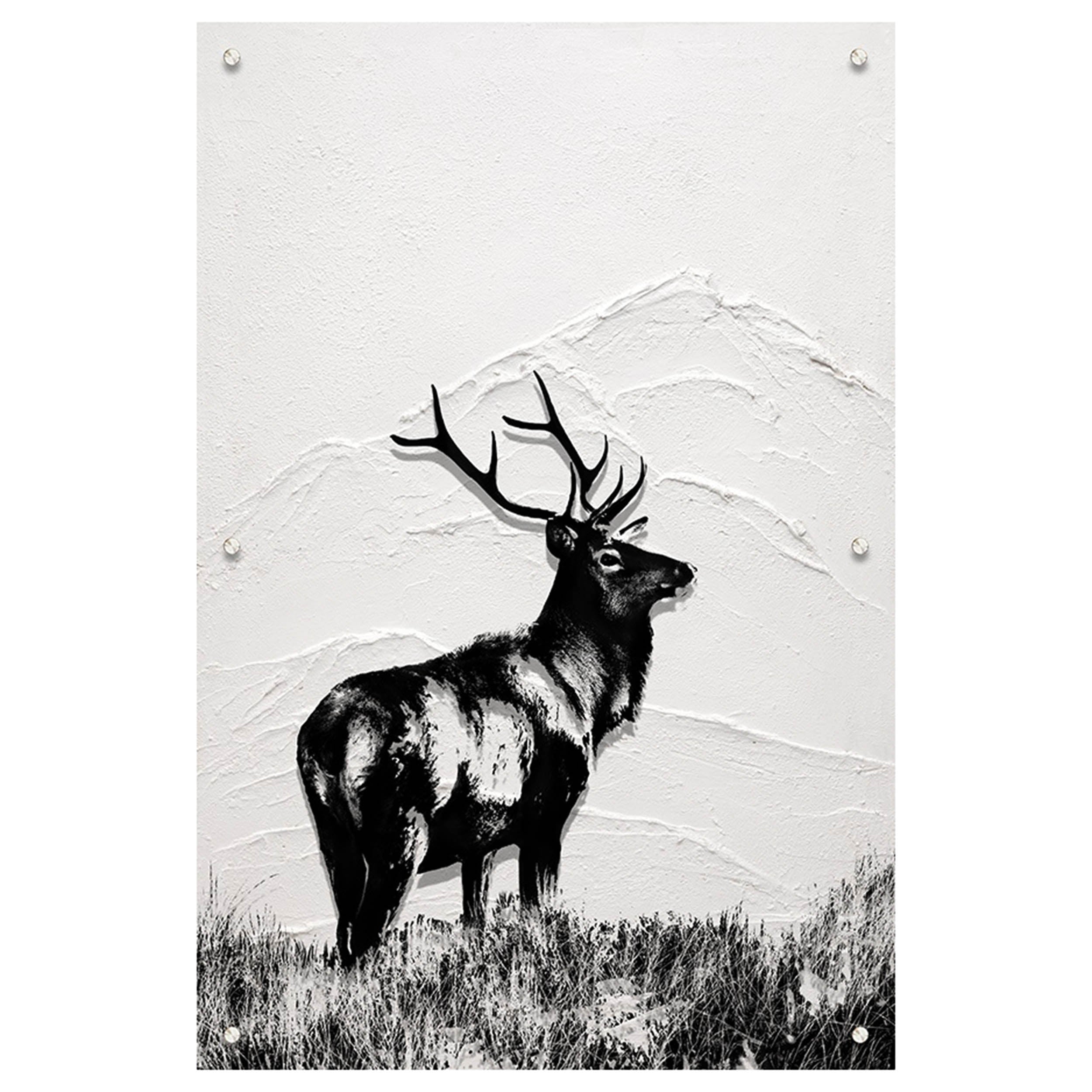 Lone Elk