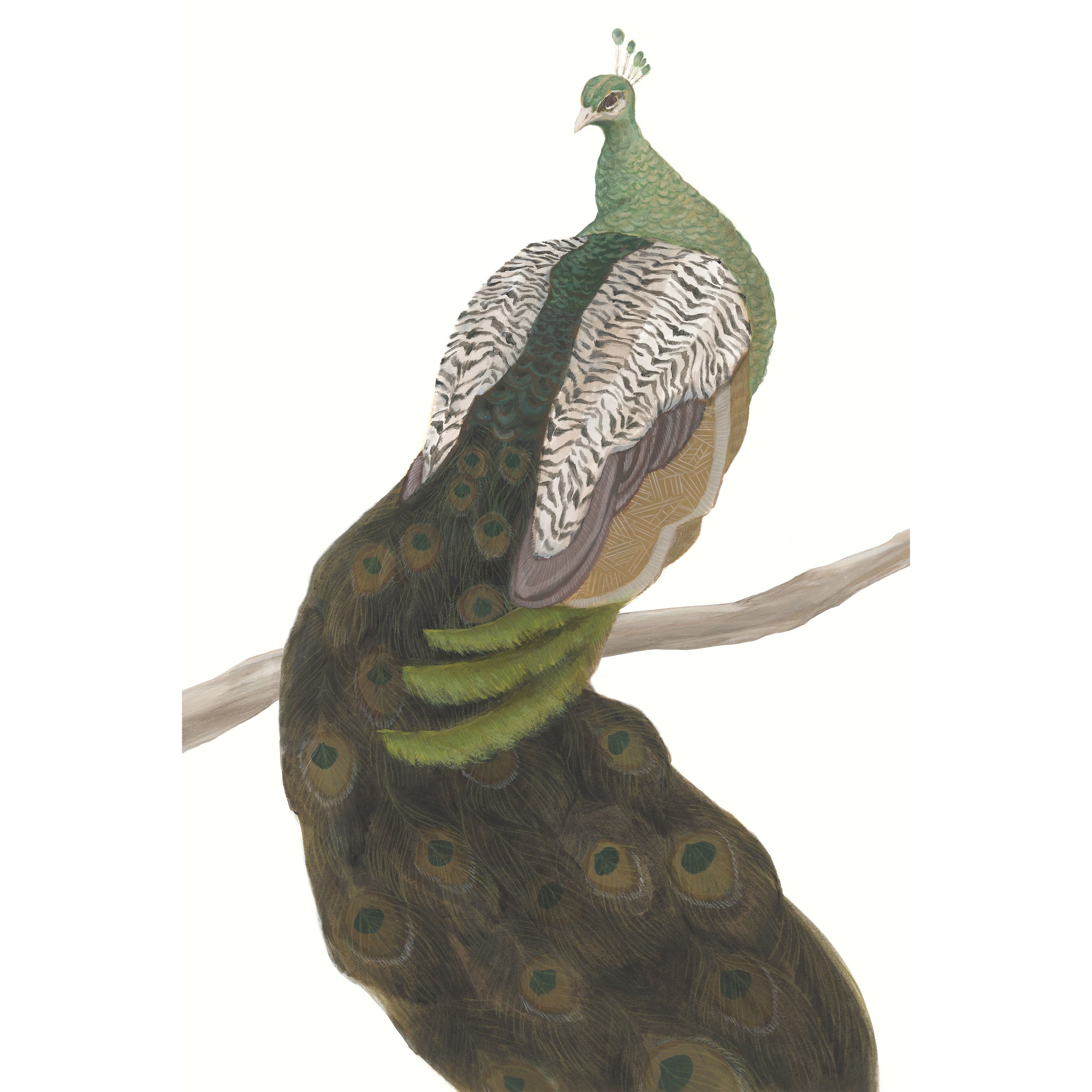 Peacock on the Branch