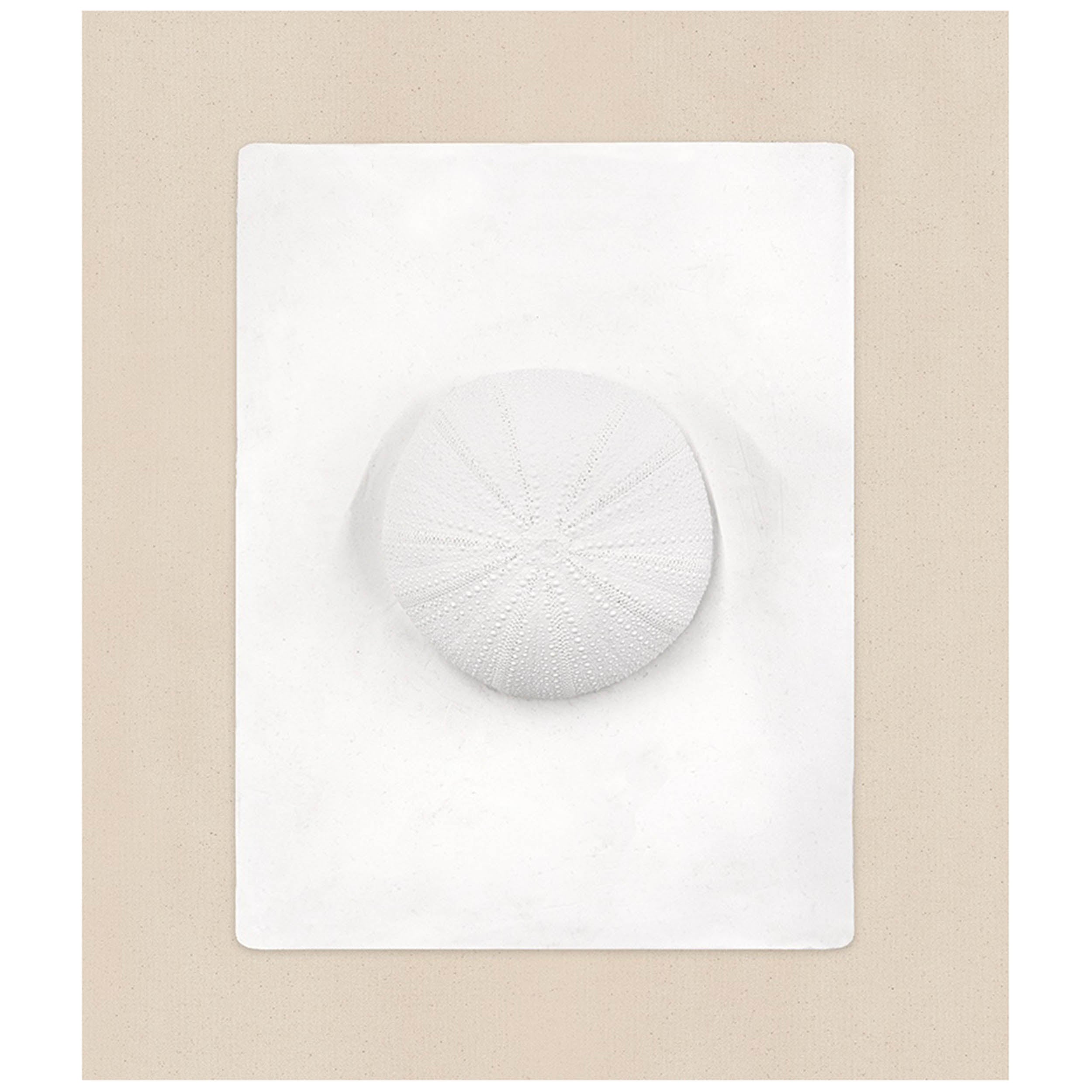 Sand Dollar
