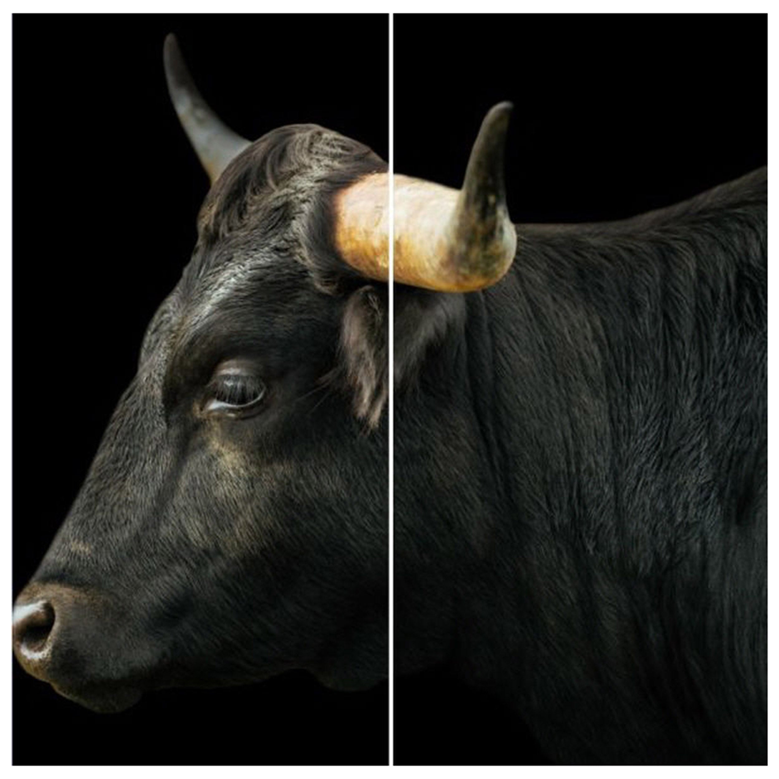 Black Longhorn Sideview IV (Set of 2)