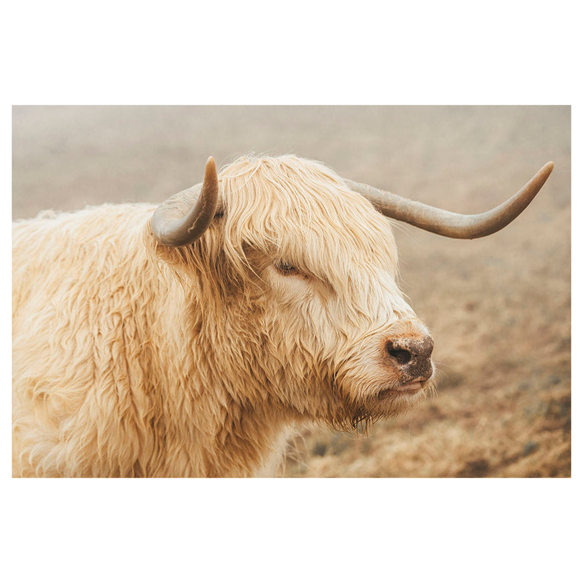 Highland White