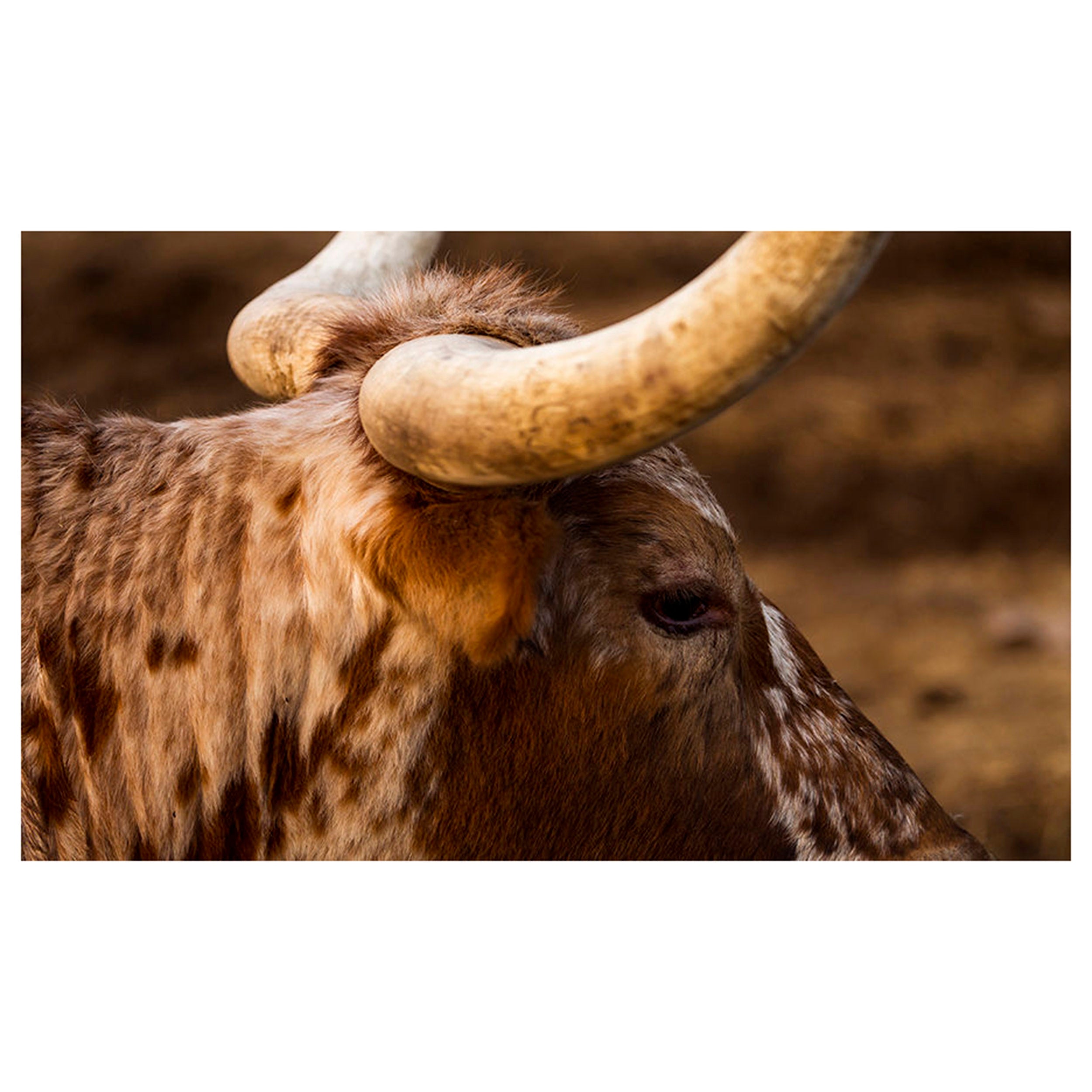 Side Horn
