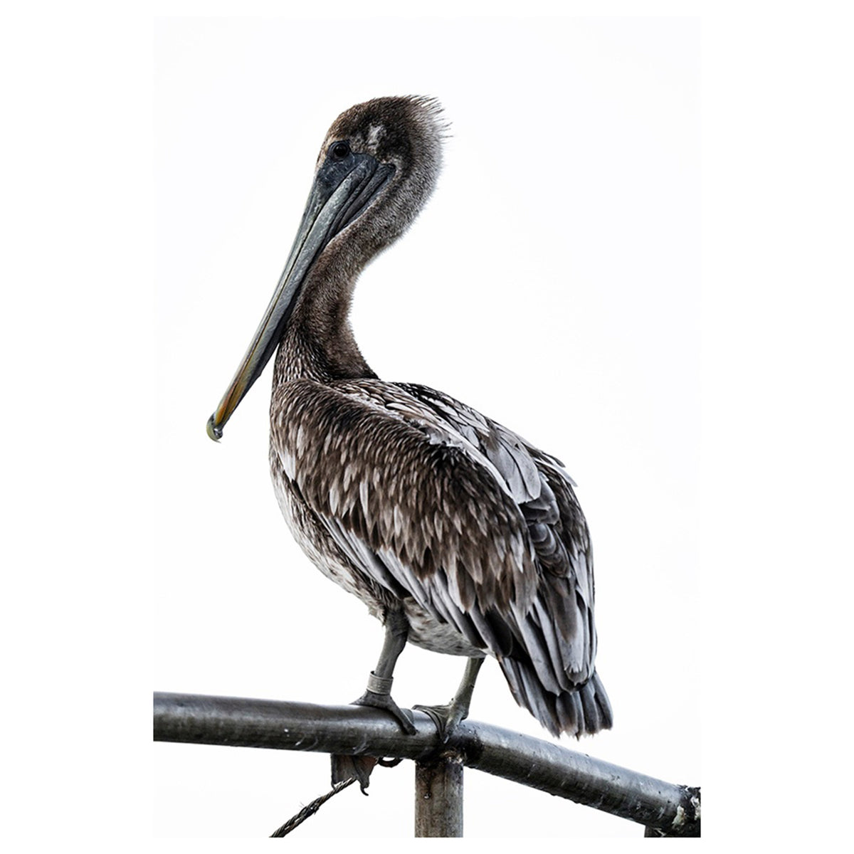 Pelican