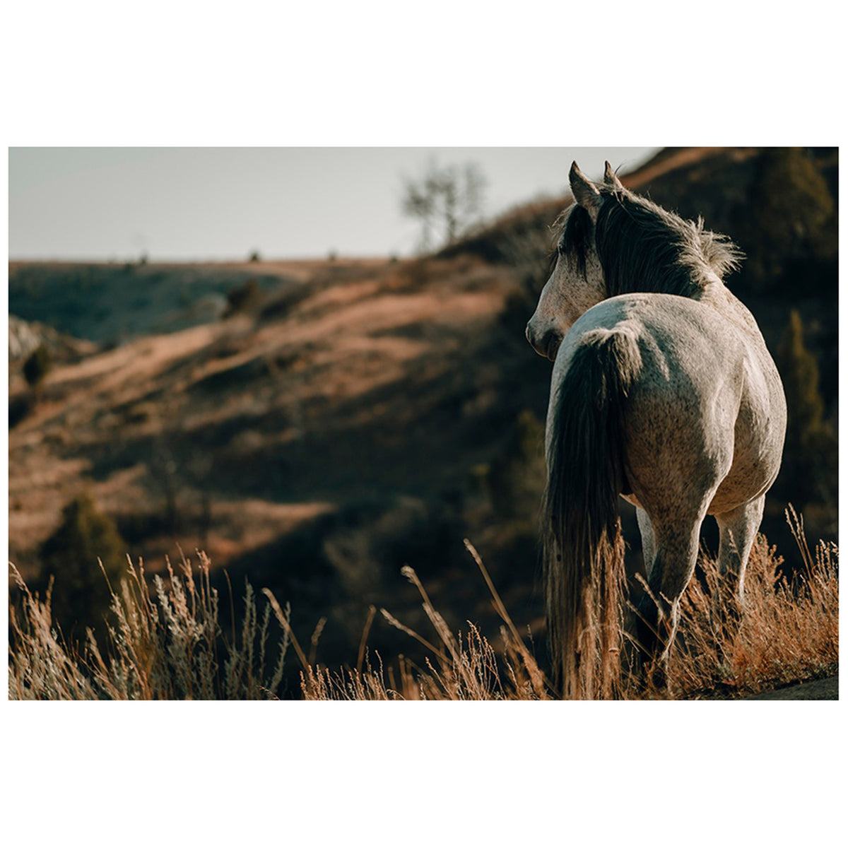 The Horse