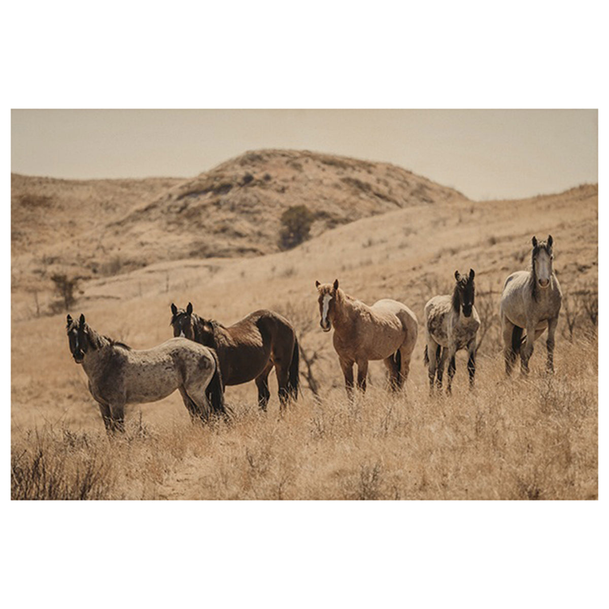 The Horses