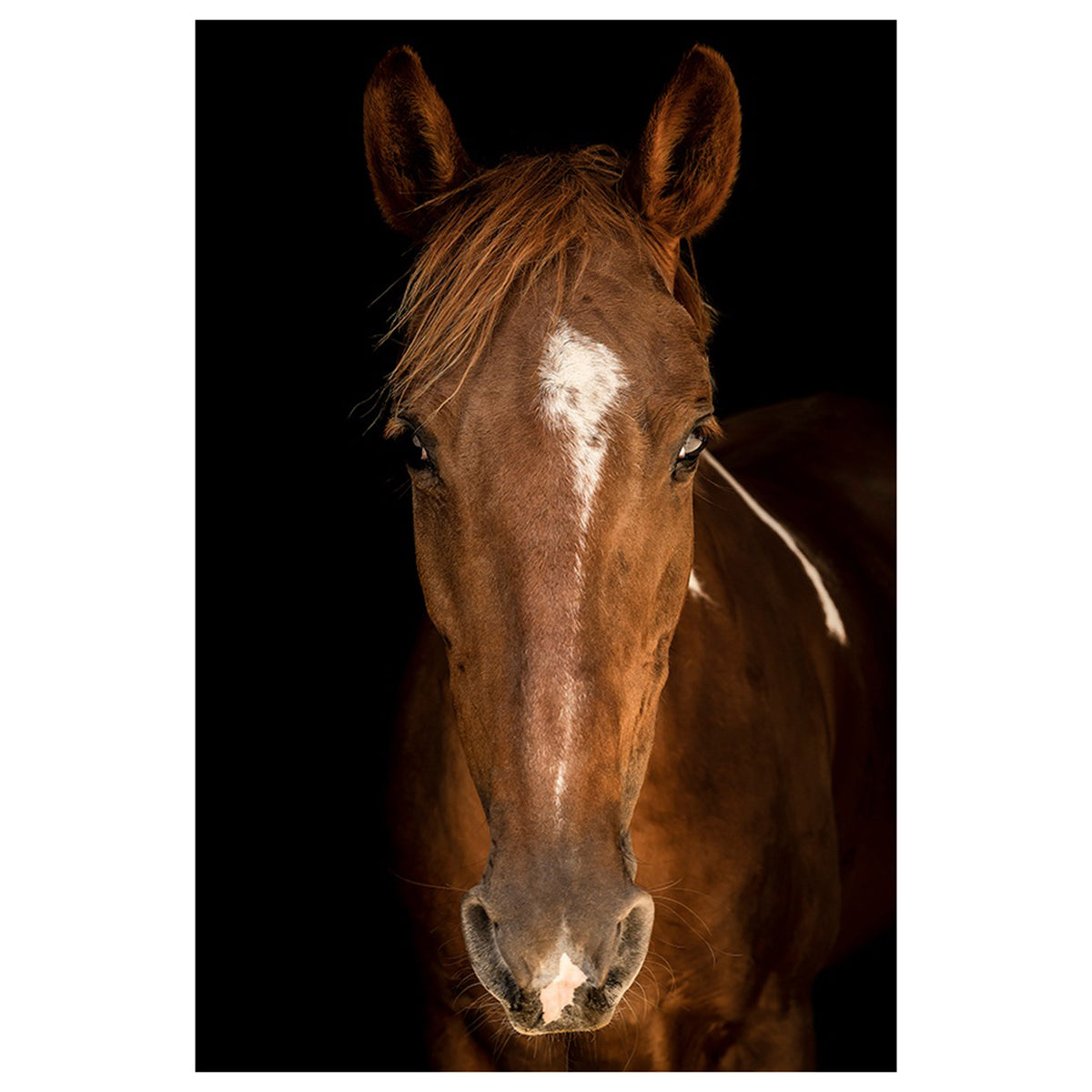 Horse in Town I