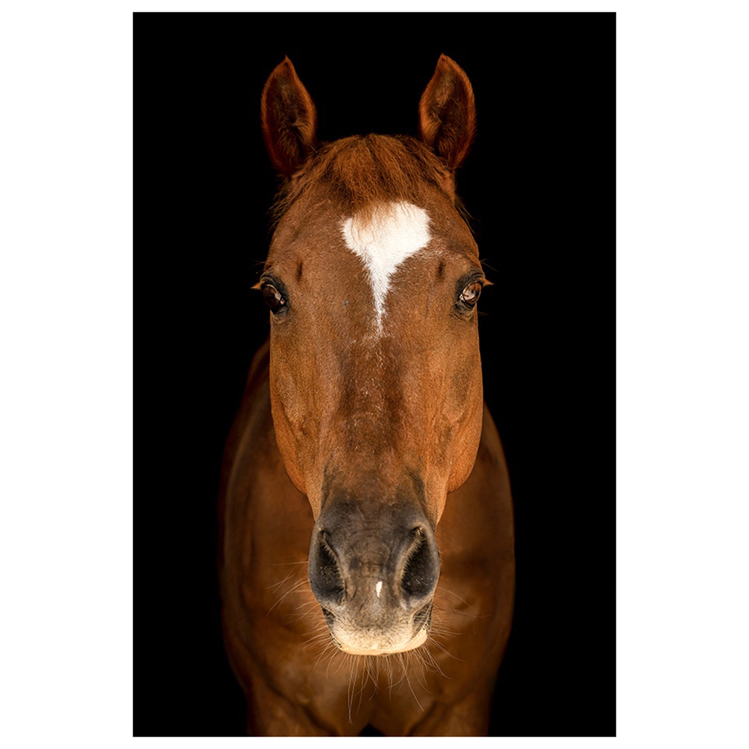 Horse in Town III