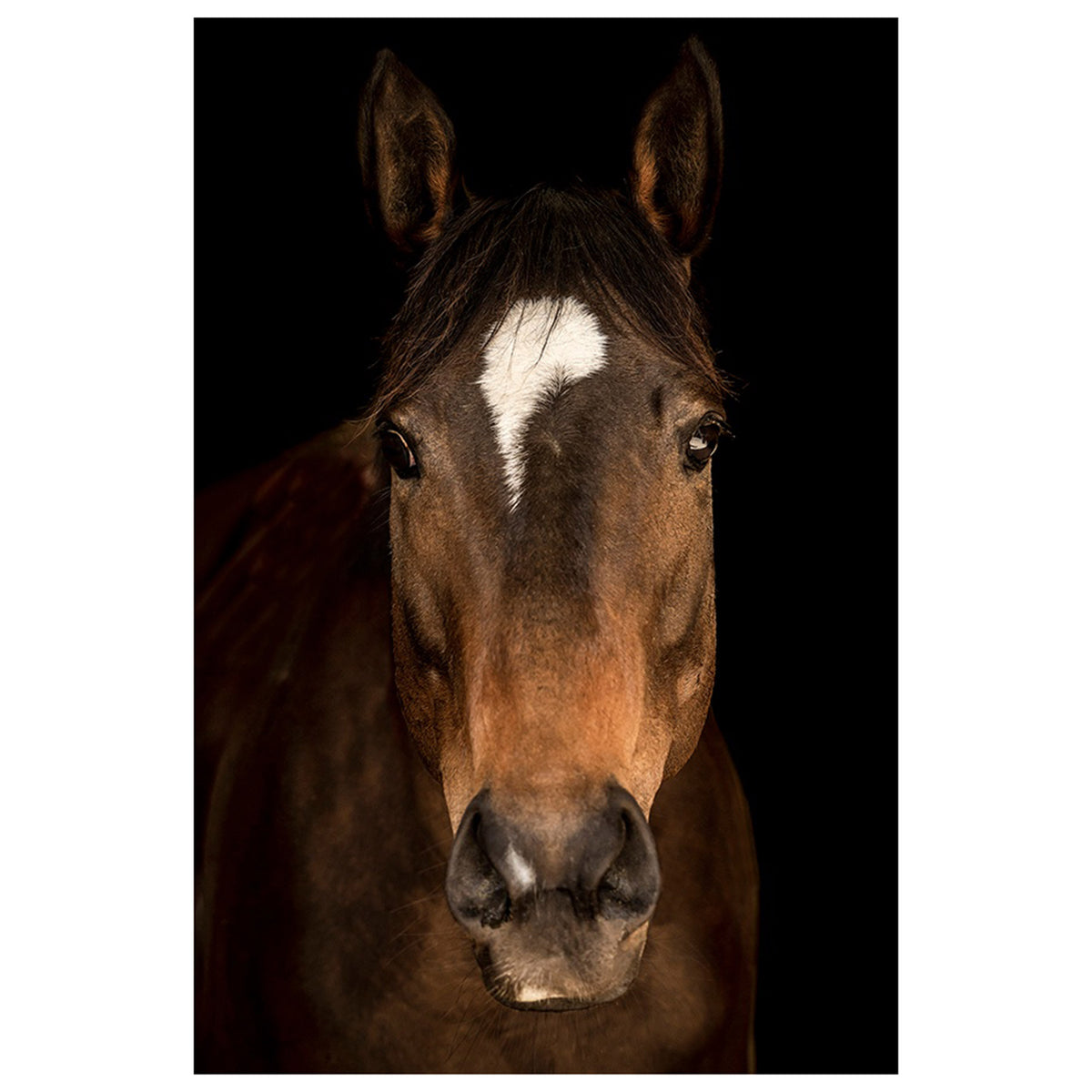 Horse in Town V