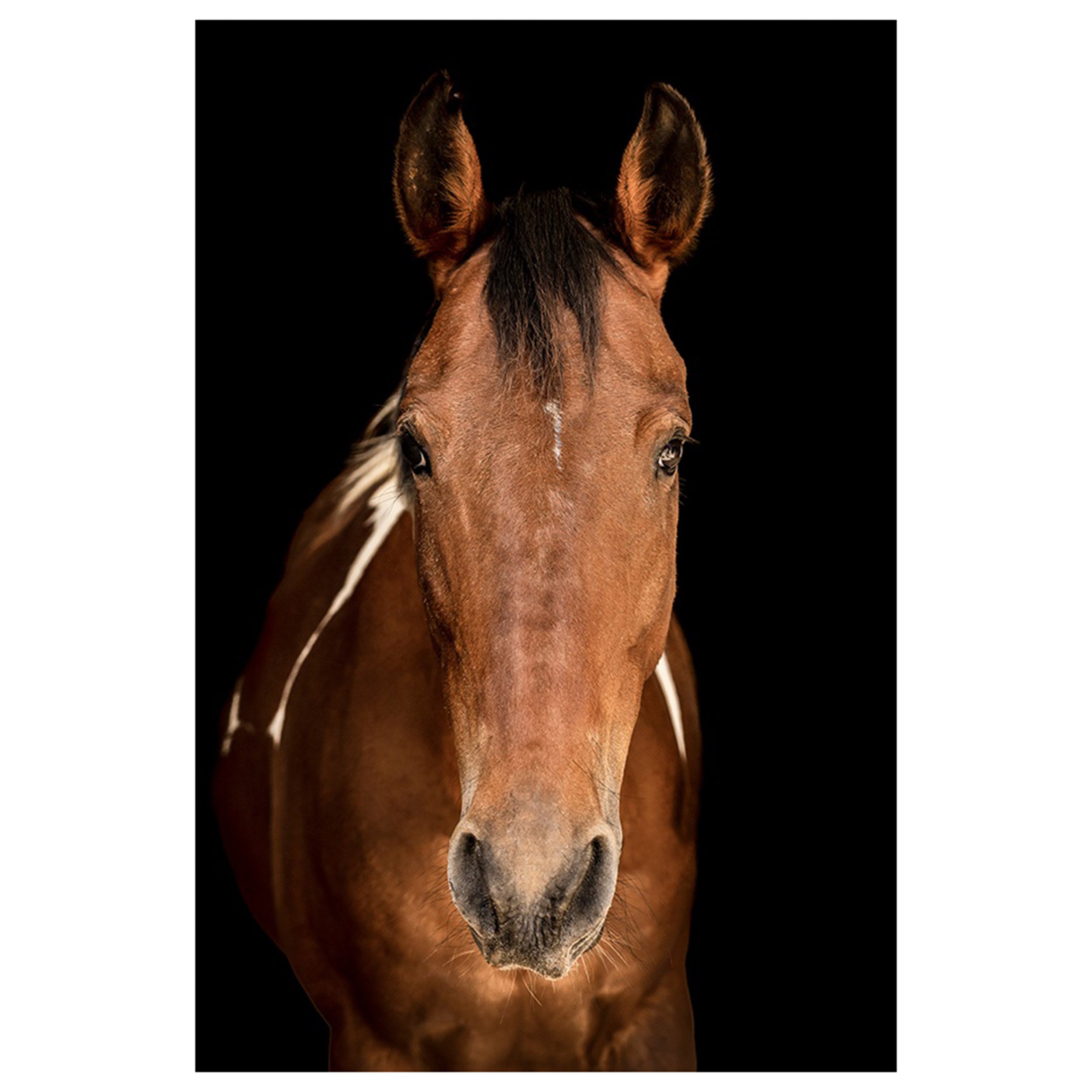 Horse in Town VI