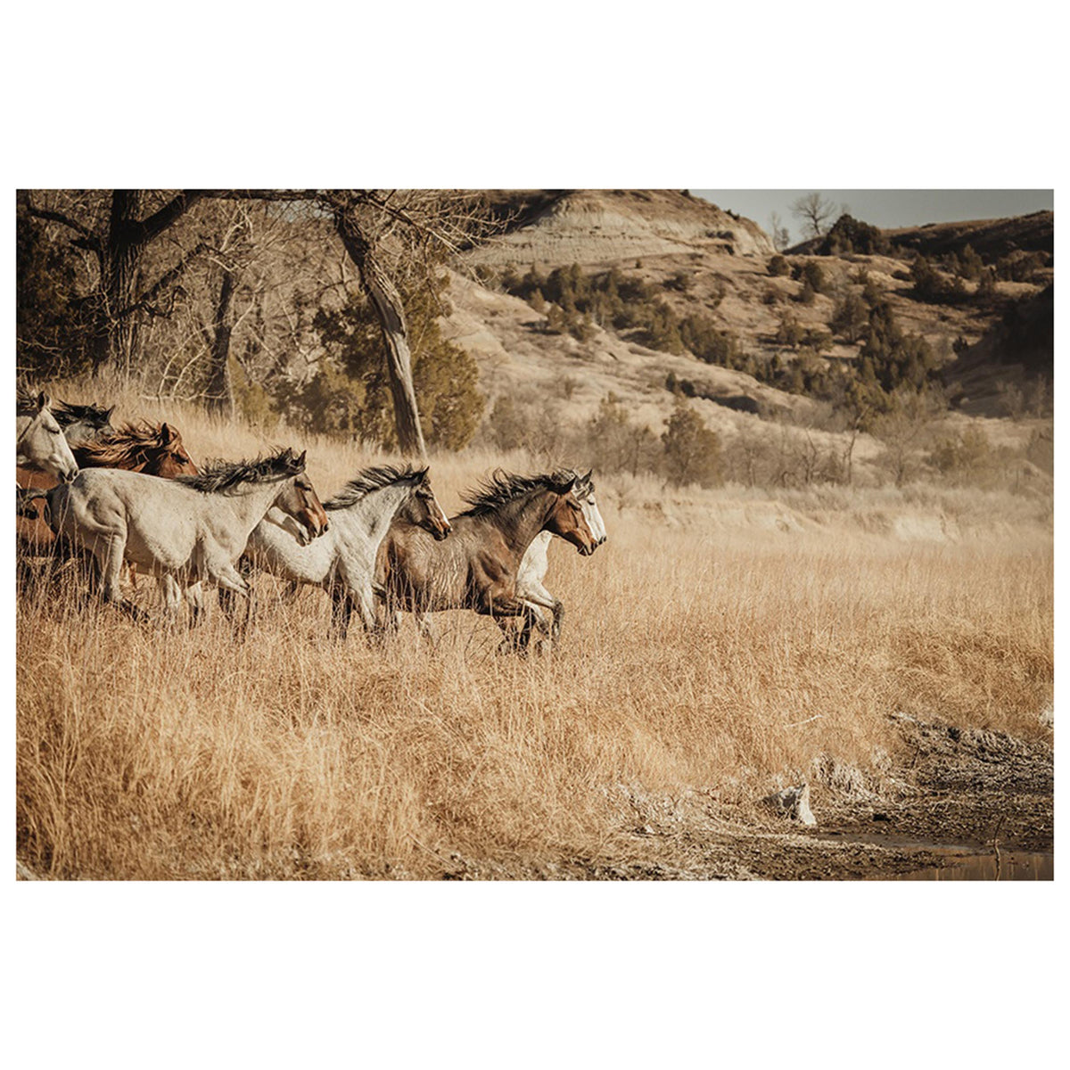 The Horses at III