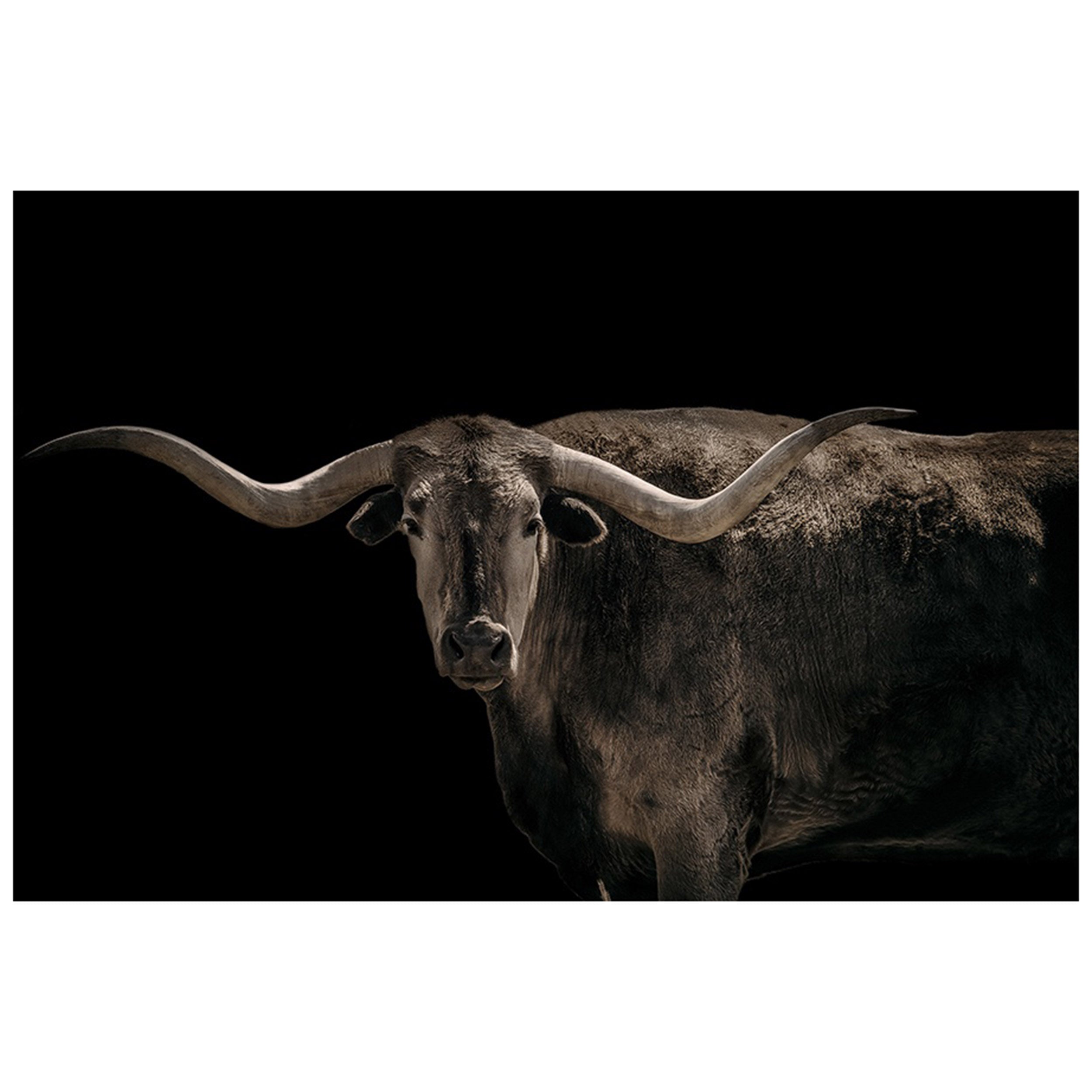 Big Horn in There