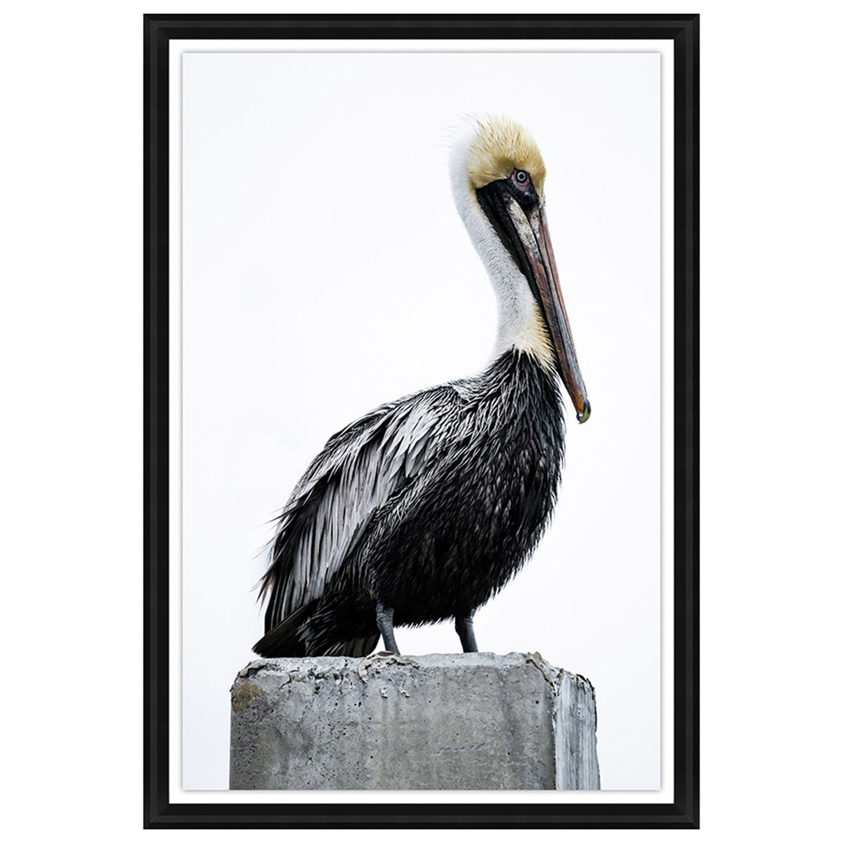 Standing Pelican III