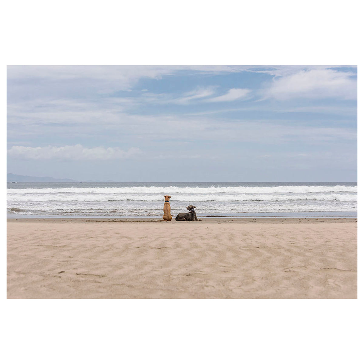 Dogs on the Beach, San Juan Del Sur, Nicaragua