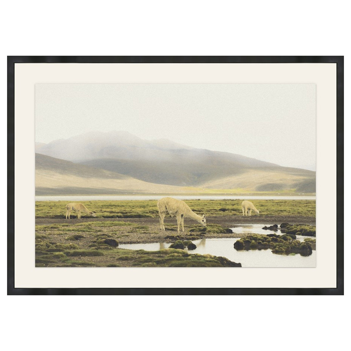 Grazing the Altiplano