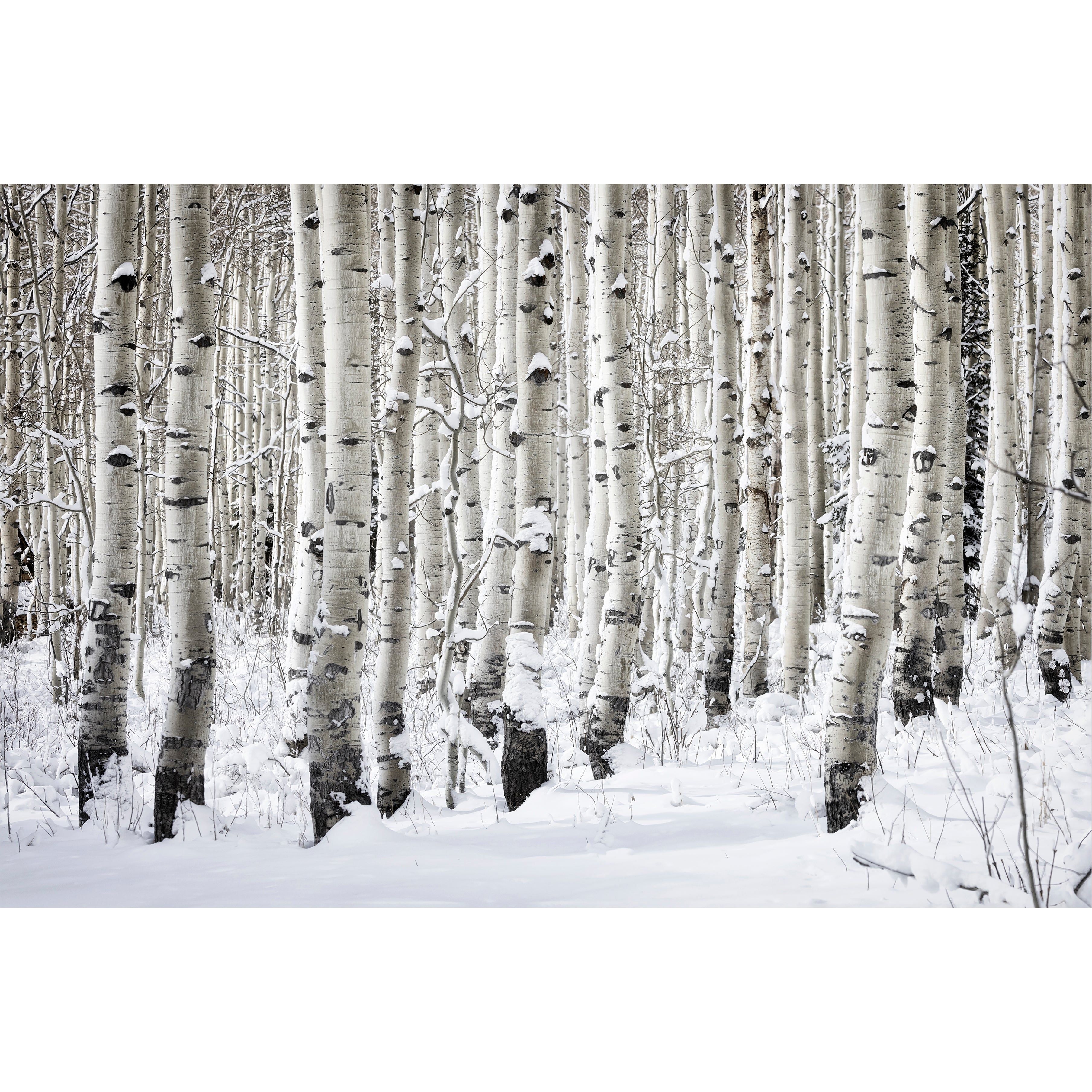 First Snow on Guardsman Pass