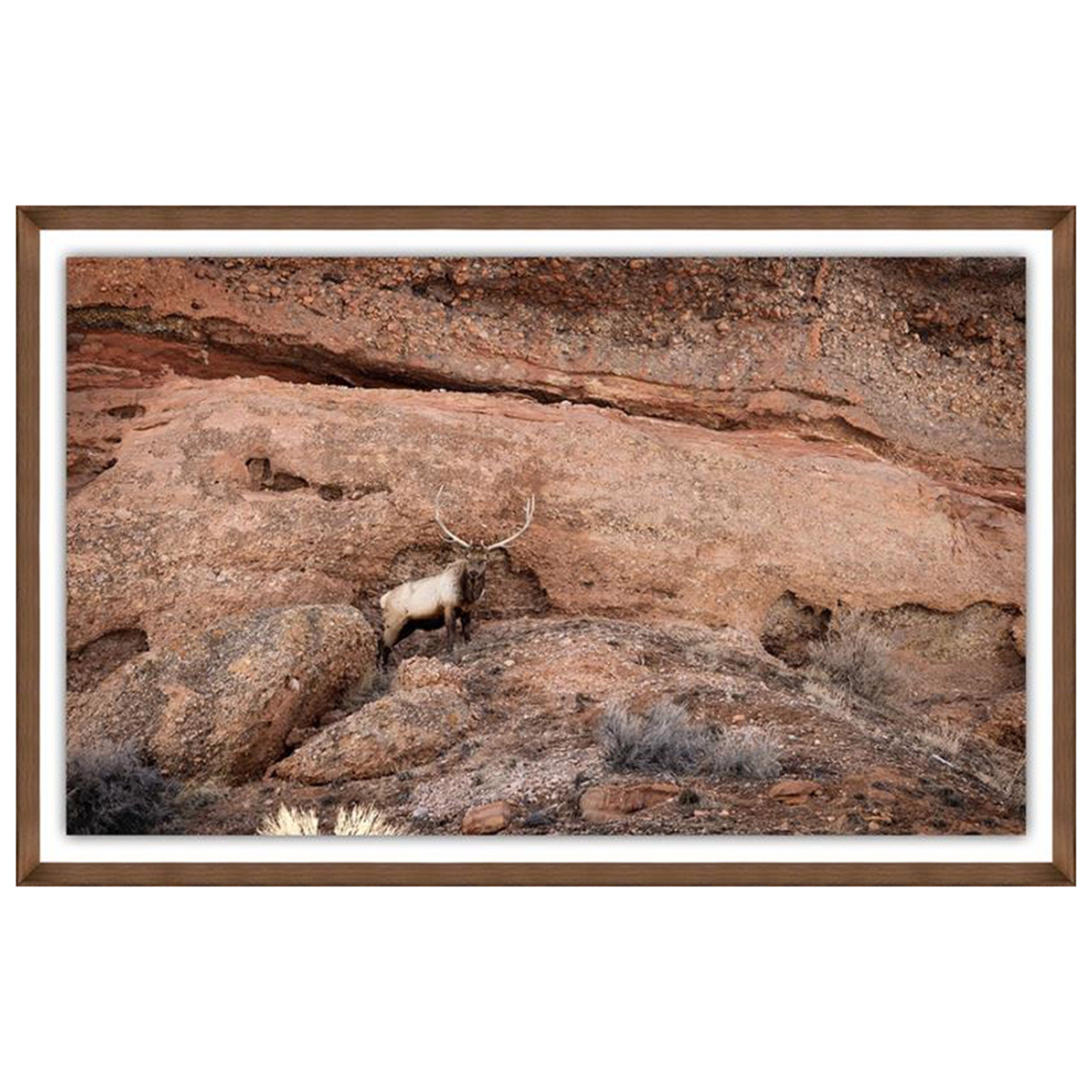 Canyon Dweller II