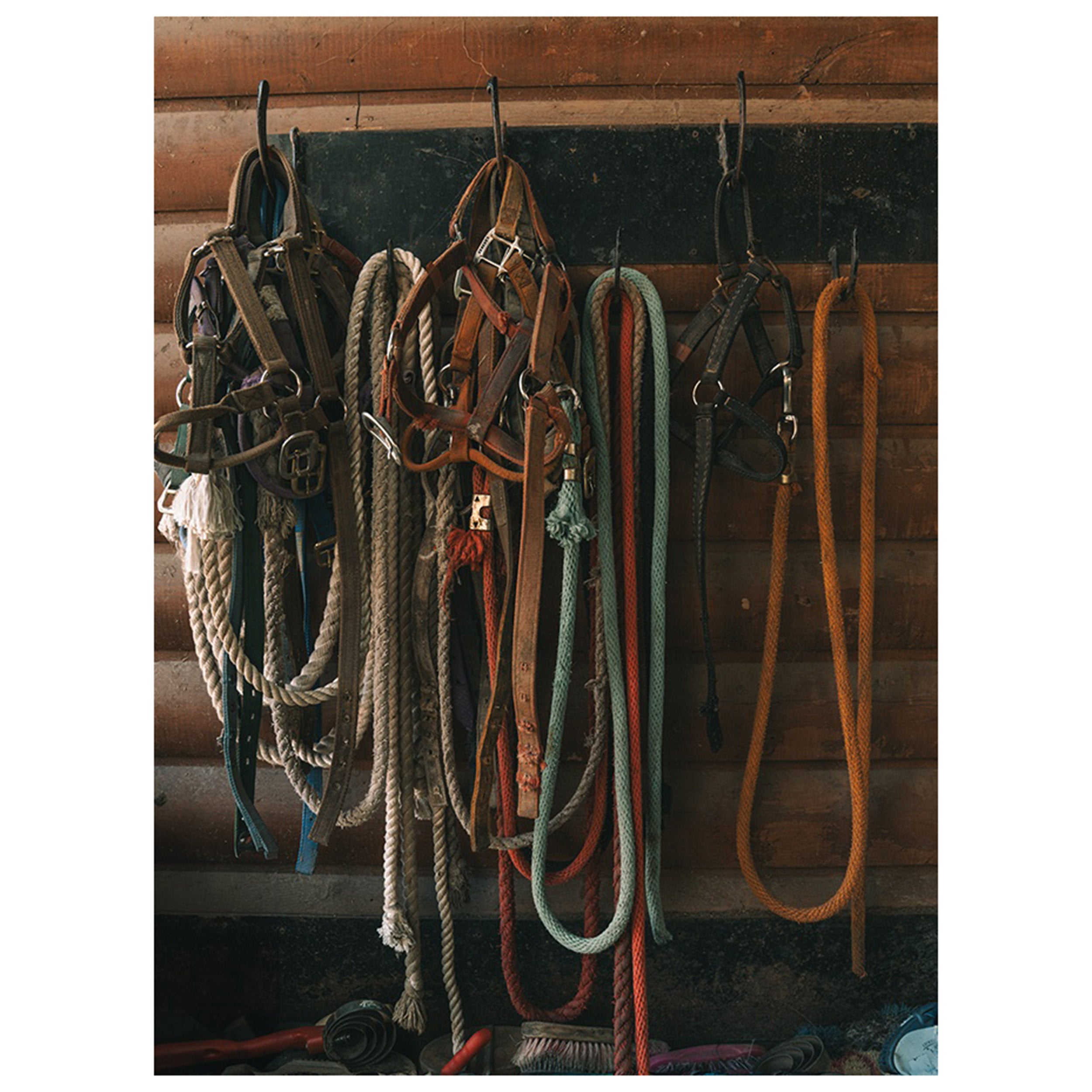Horse Reins