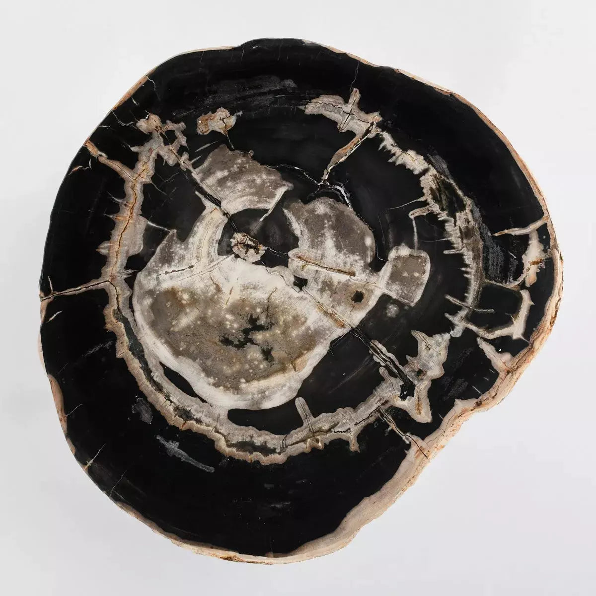 Pedra Petrified Wood Coffee Table