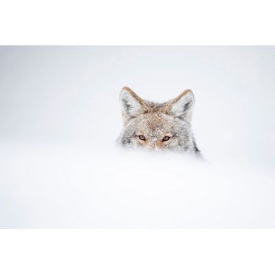 SNOWDIFT
