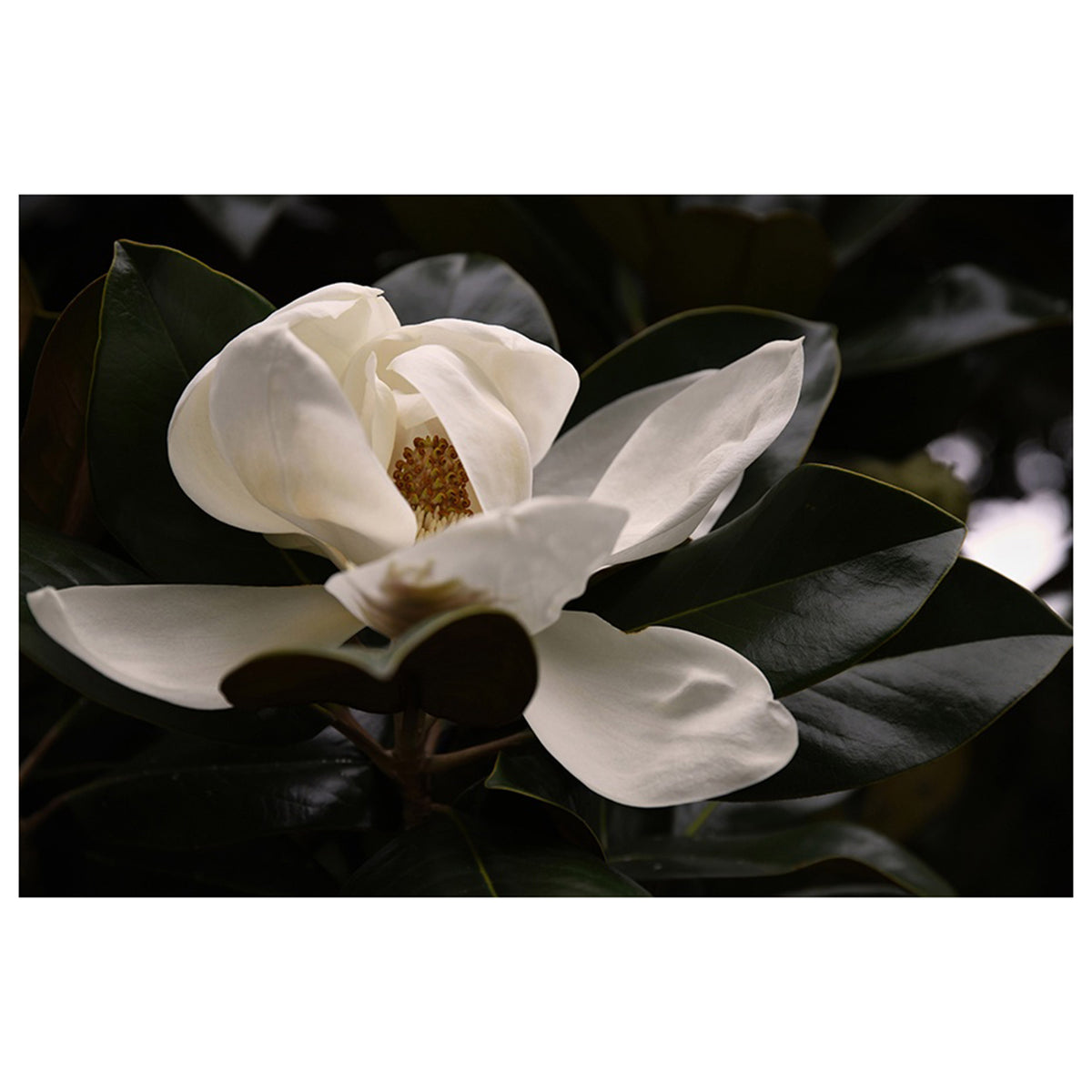 June Magnolia I