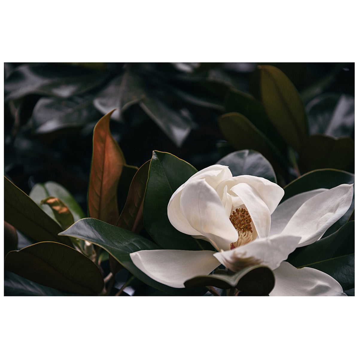 June Magnolia II