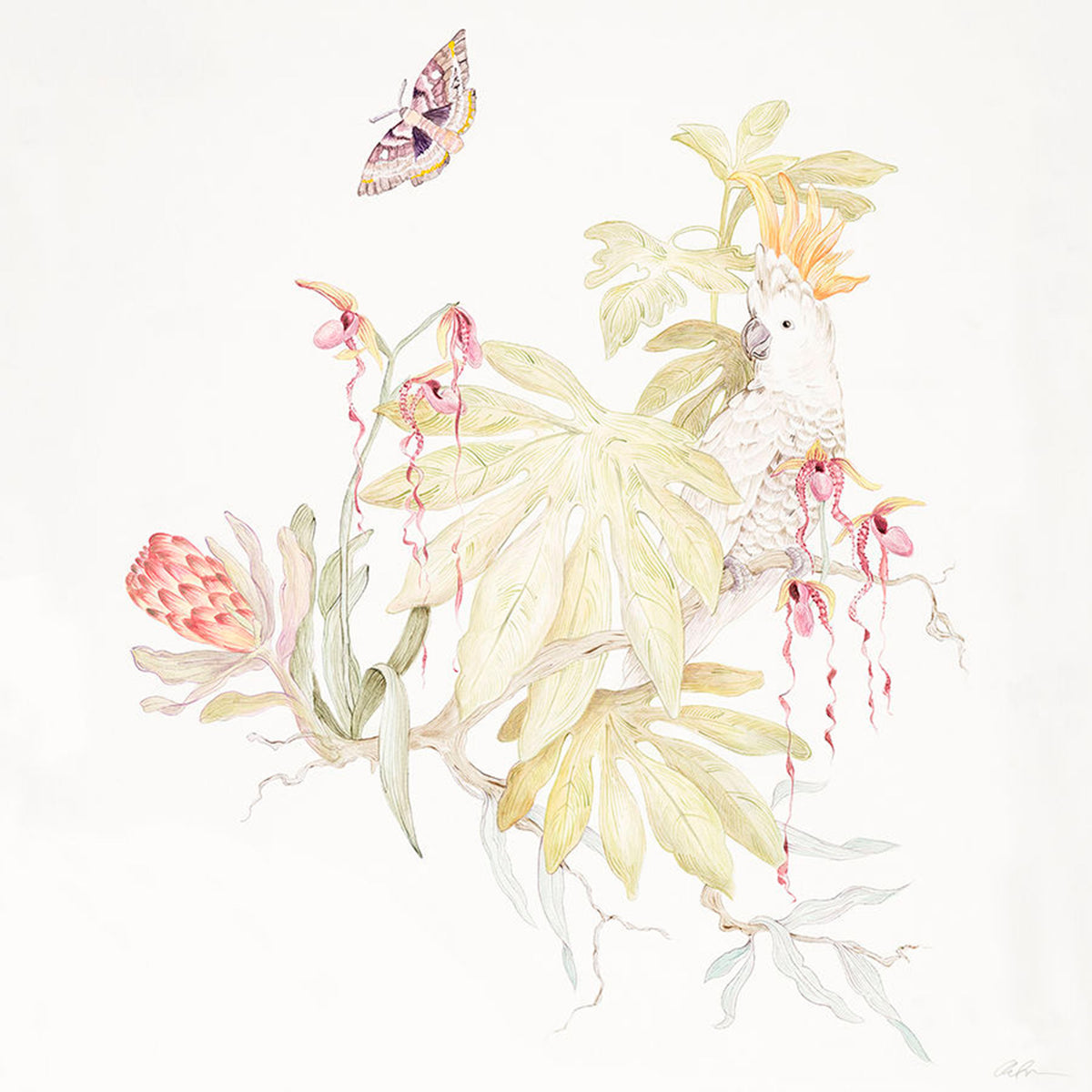 A Tropical Menagerie II