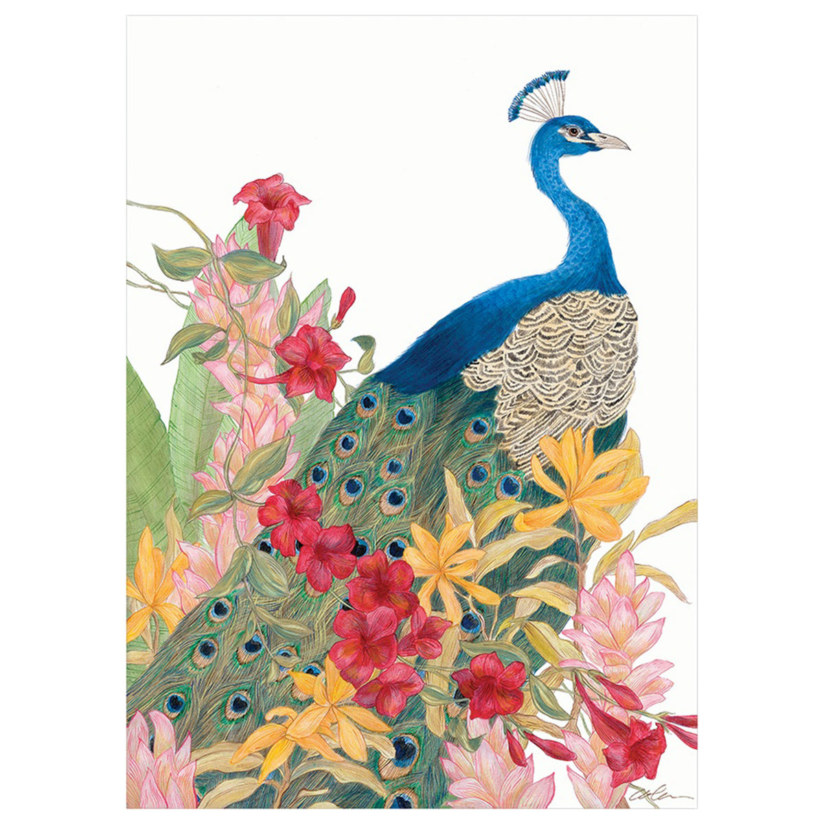Peacock Paradise