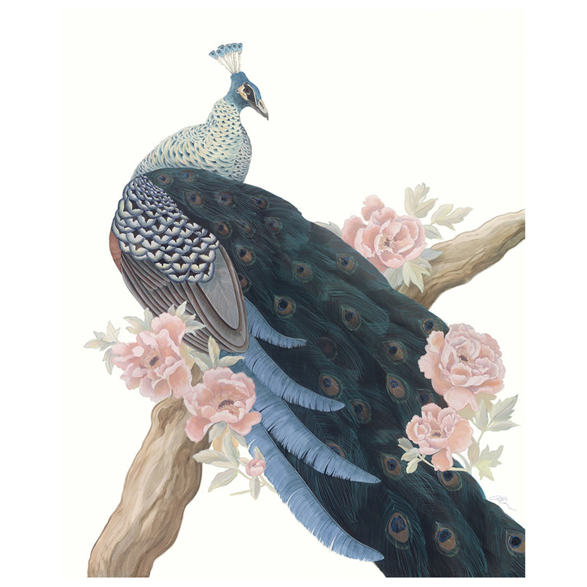 Tale of the Peacock