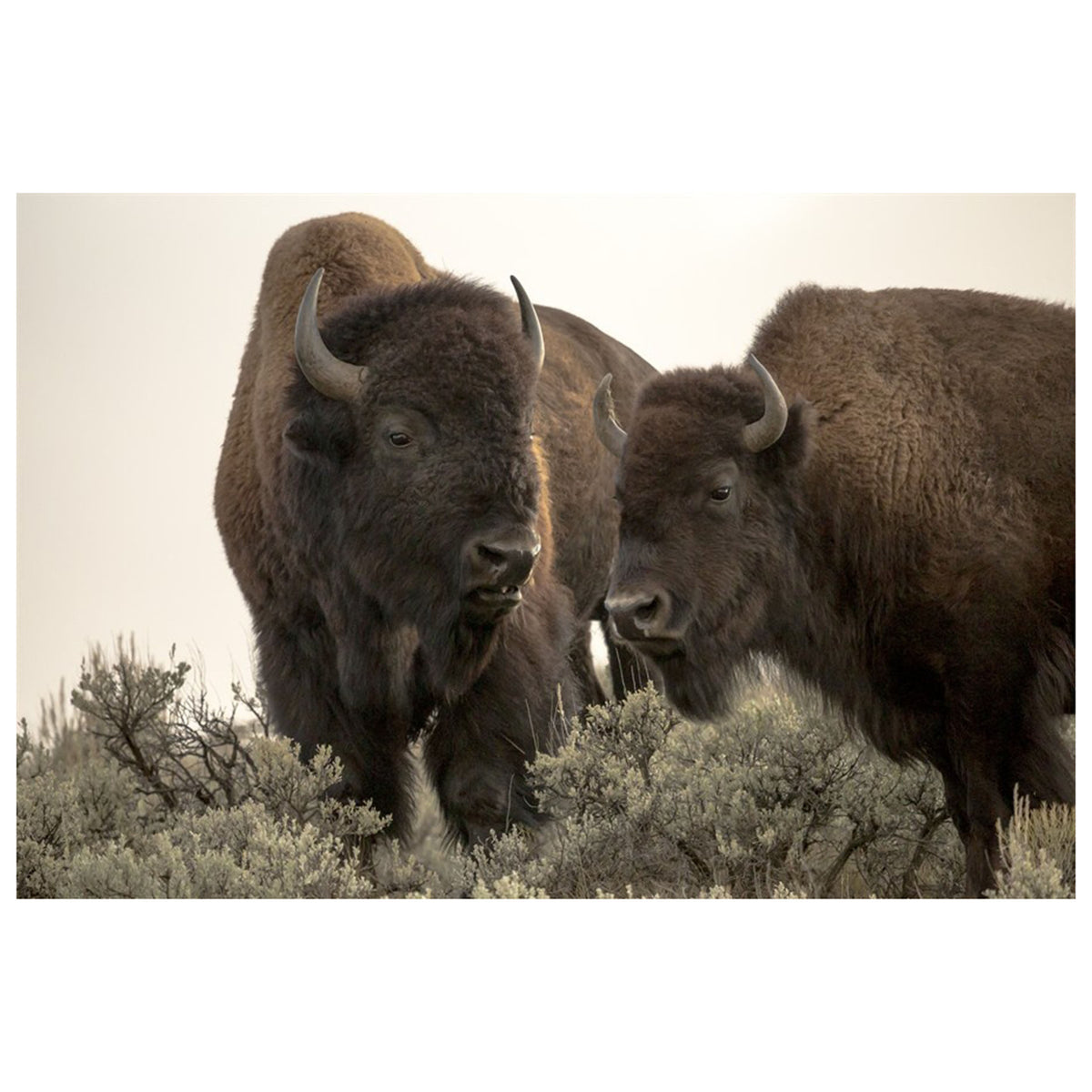Bison Paired