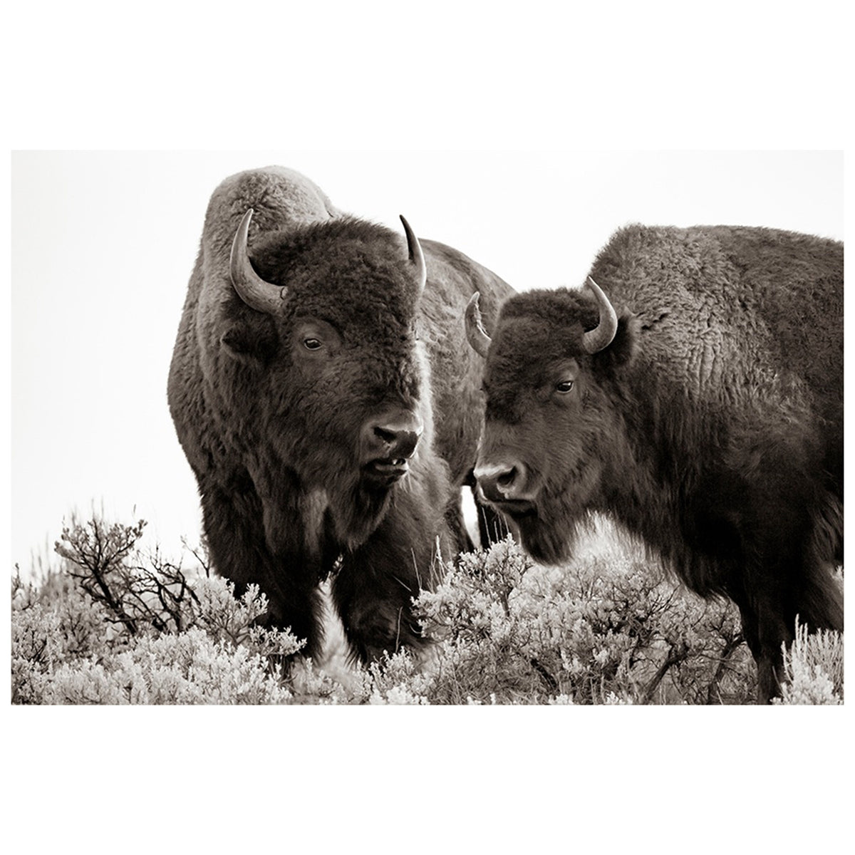 Bison Paired