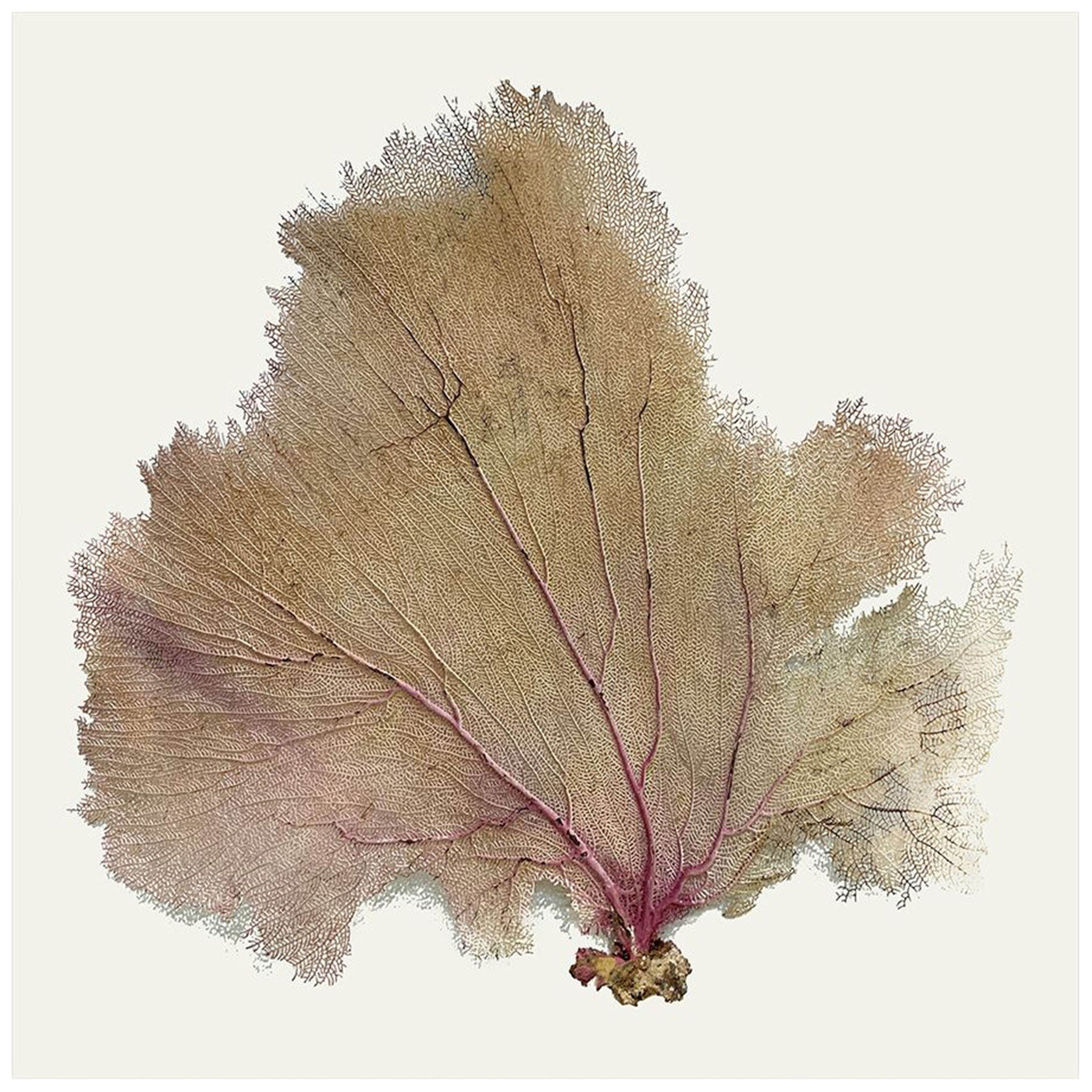 Pink Infusion II