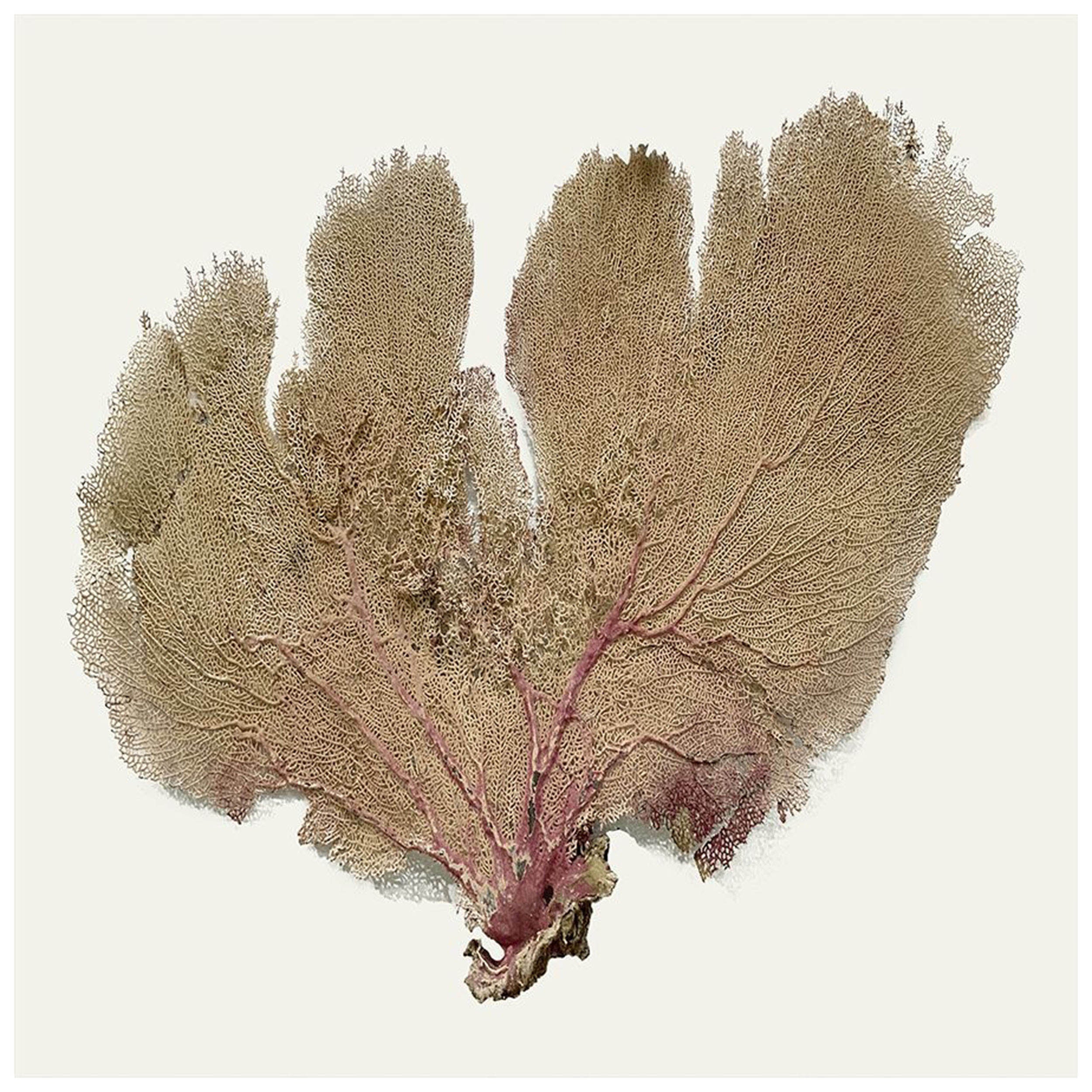 Pink Infusion III