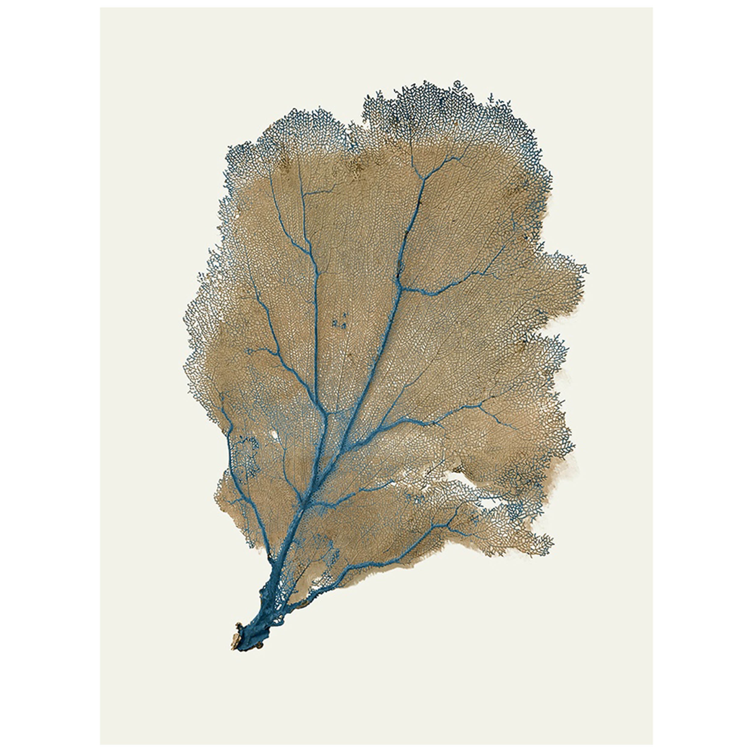 Blue Infusion IV